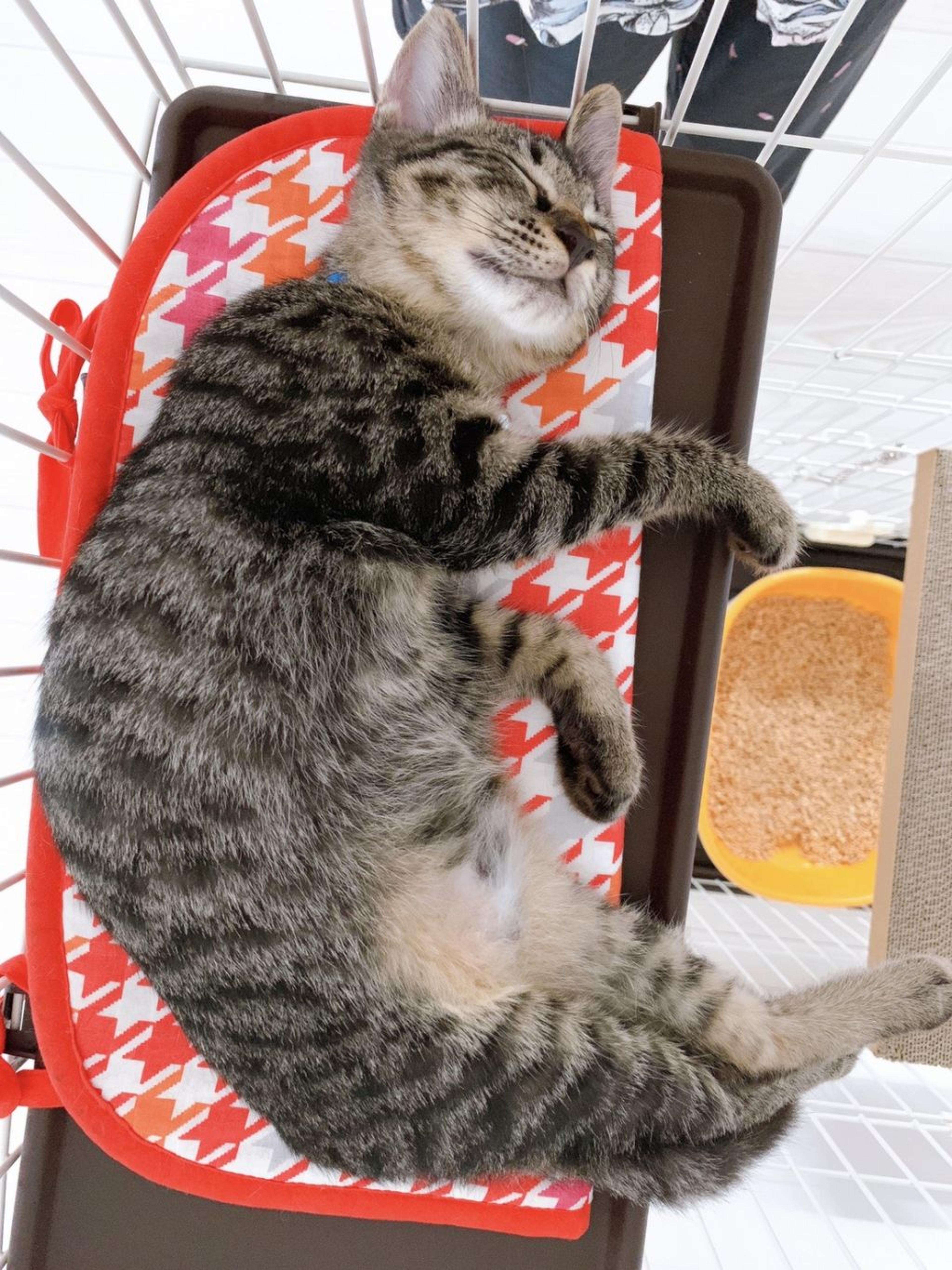 pet-image-5