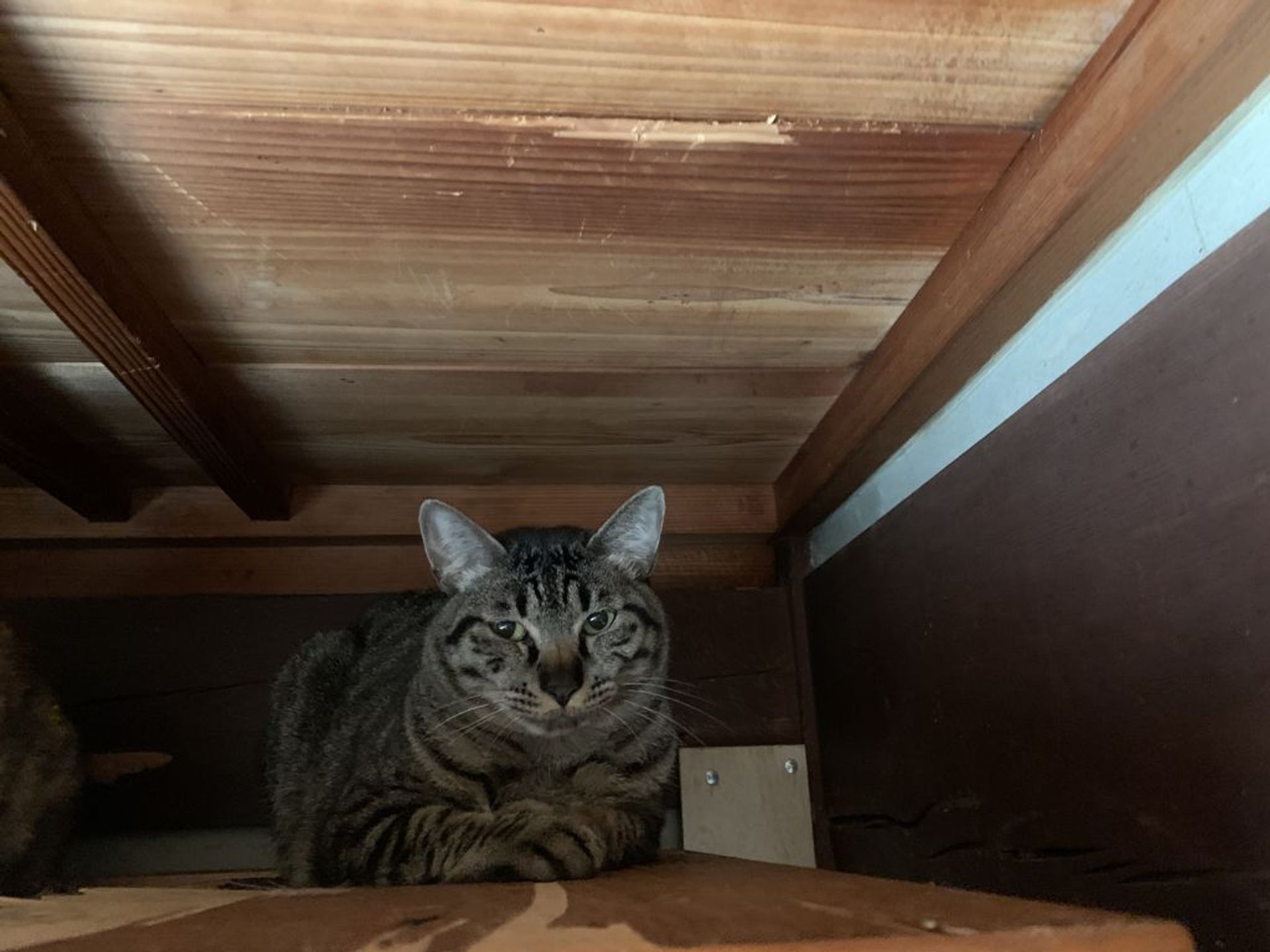 雑種（ミックス猫）・オスの里親募集の写真