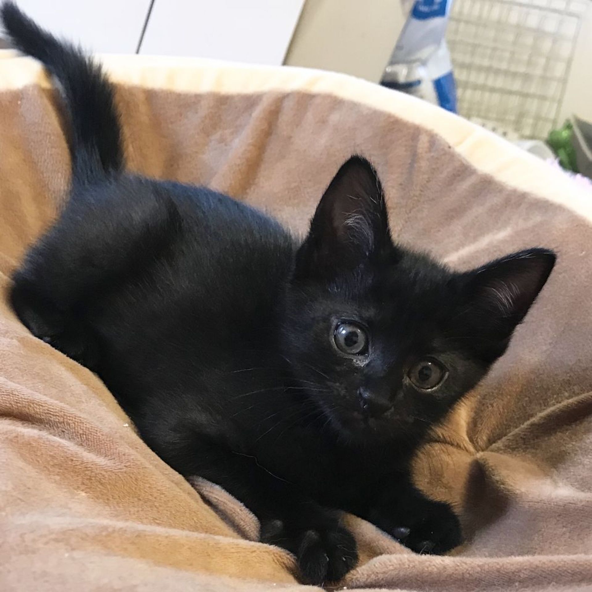 雑種（ミックス猫）・メスの里親募集の写真