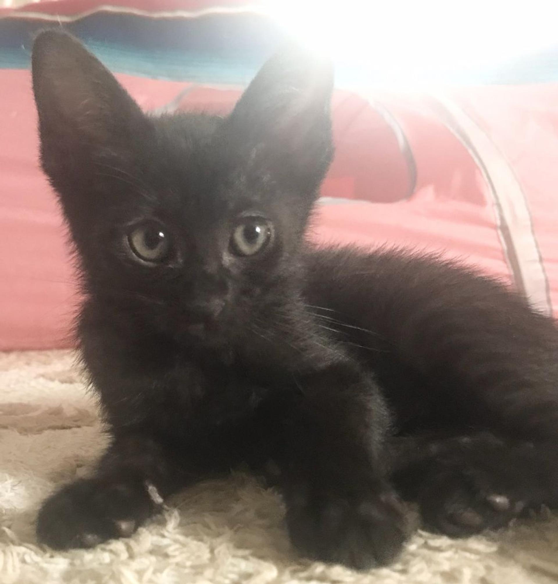 pet-image-2