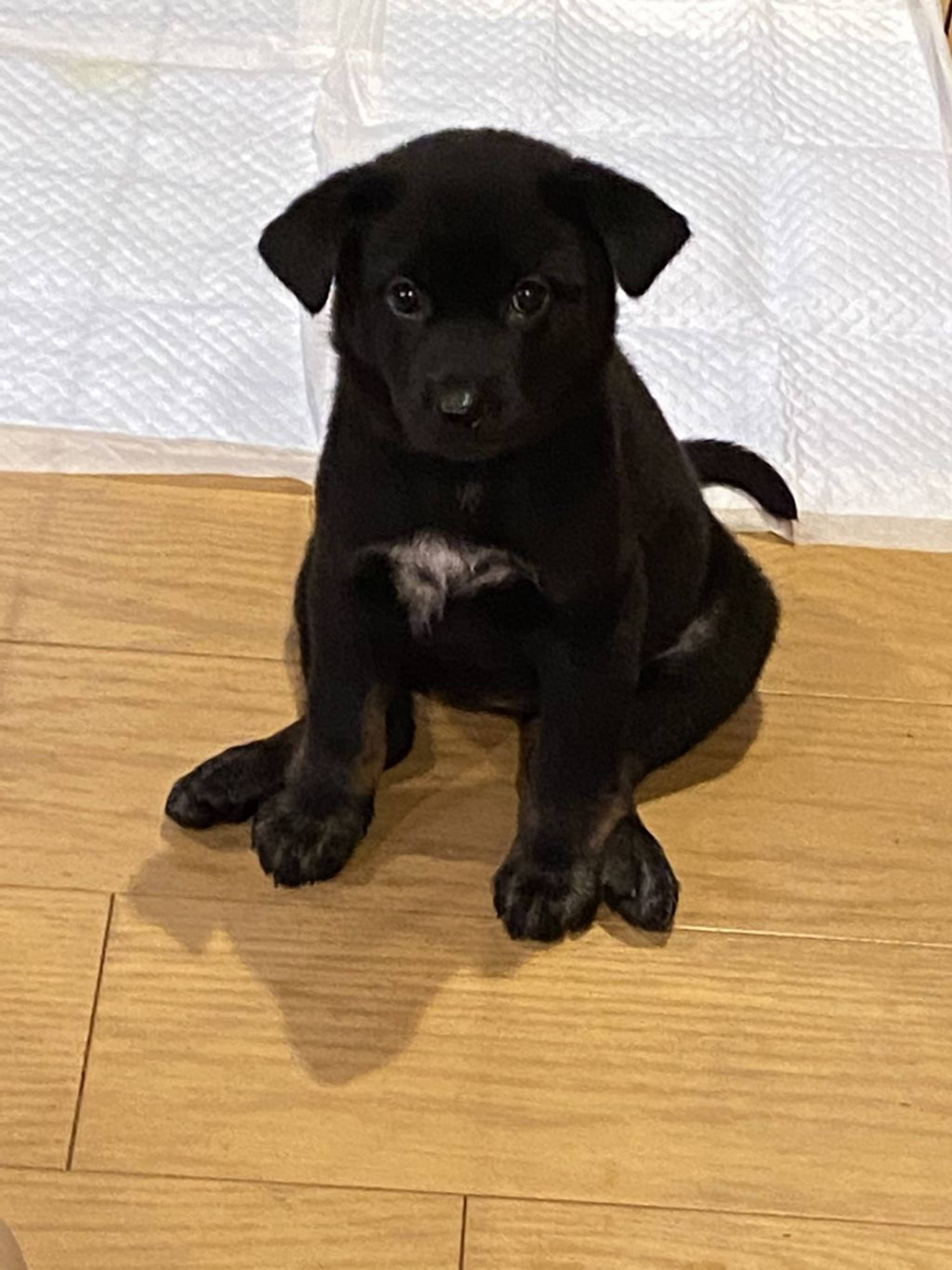 雑種（ミックス犬）・メスの里親募集の写真