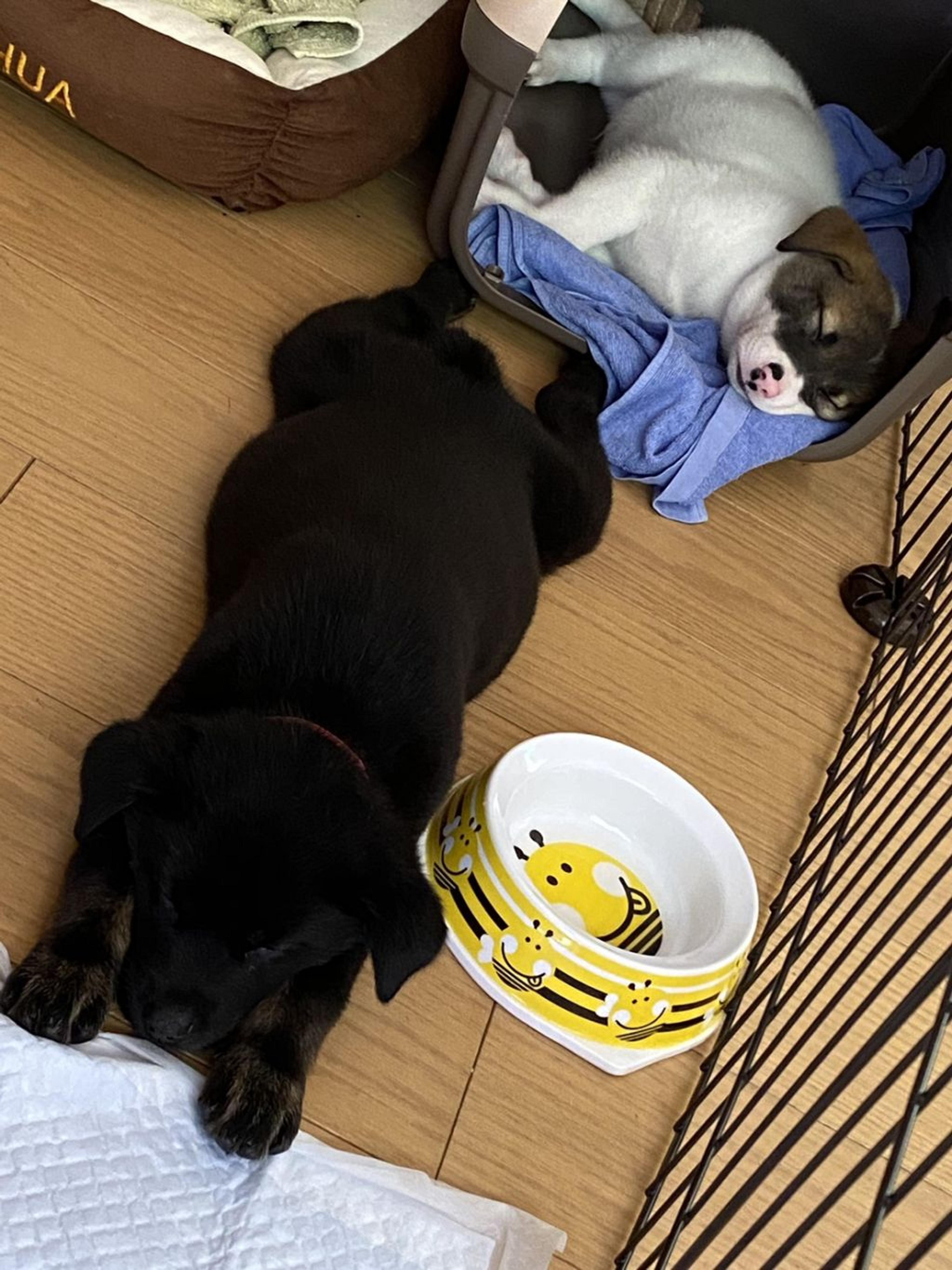 pet-image-2