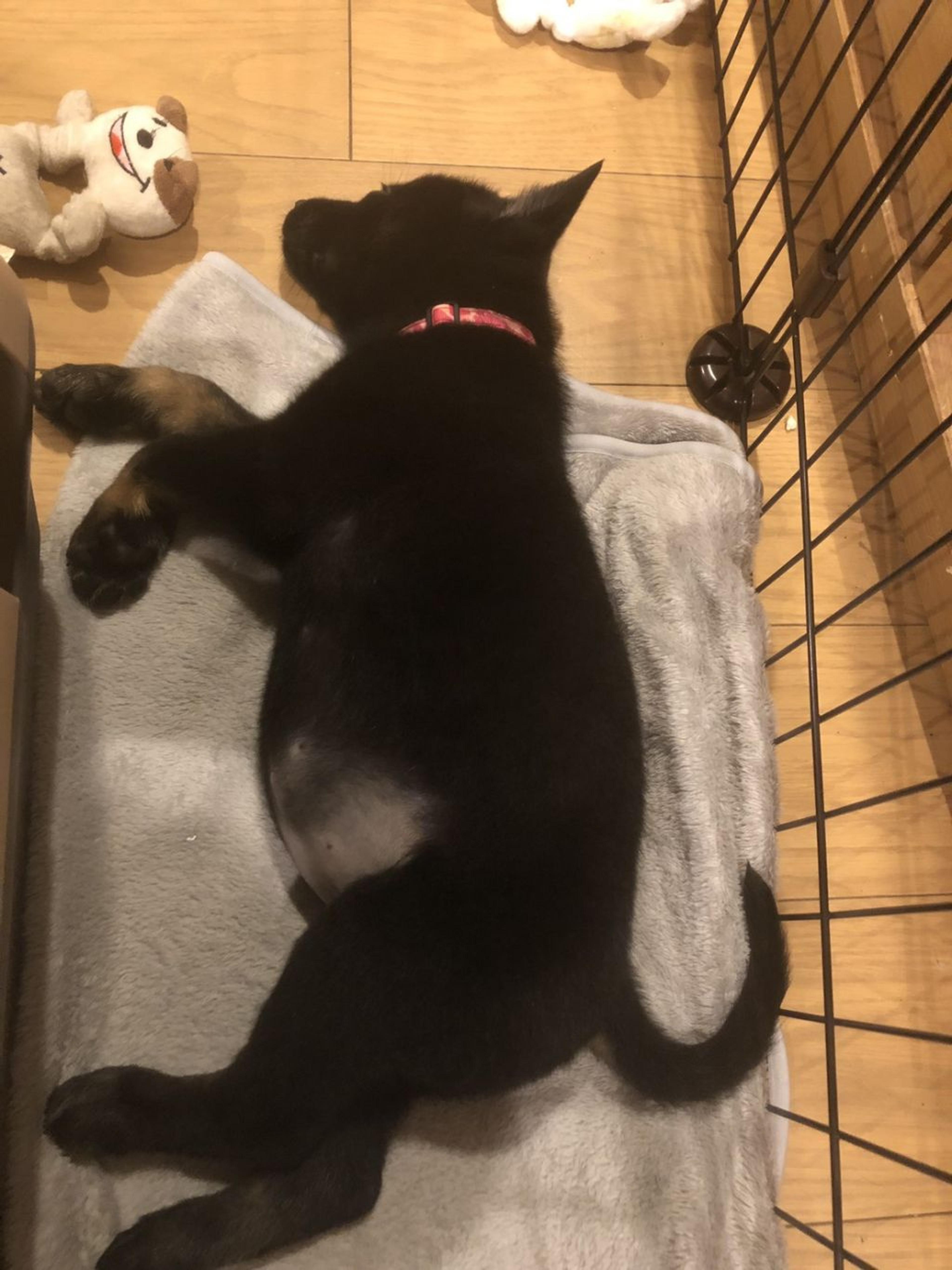 pet-image-3
