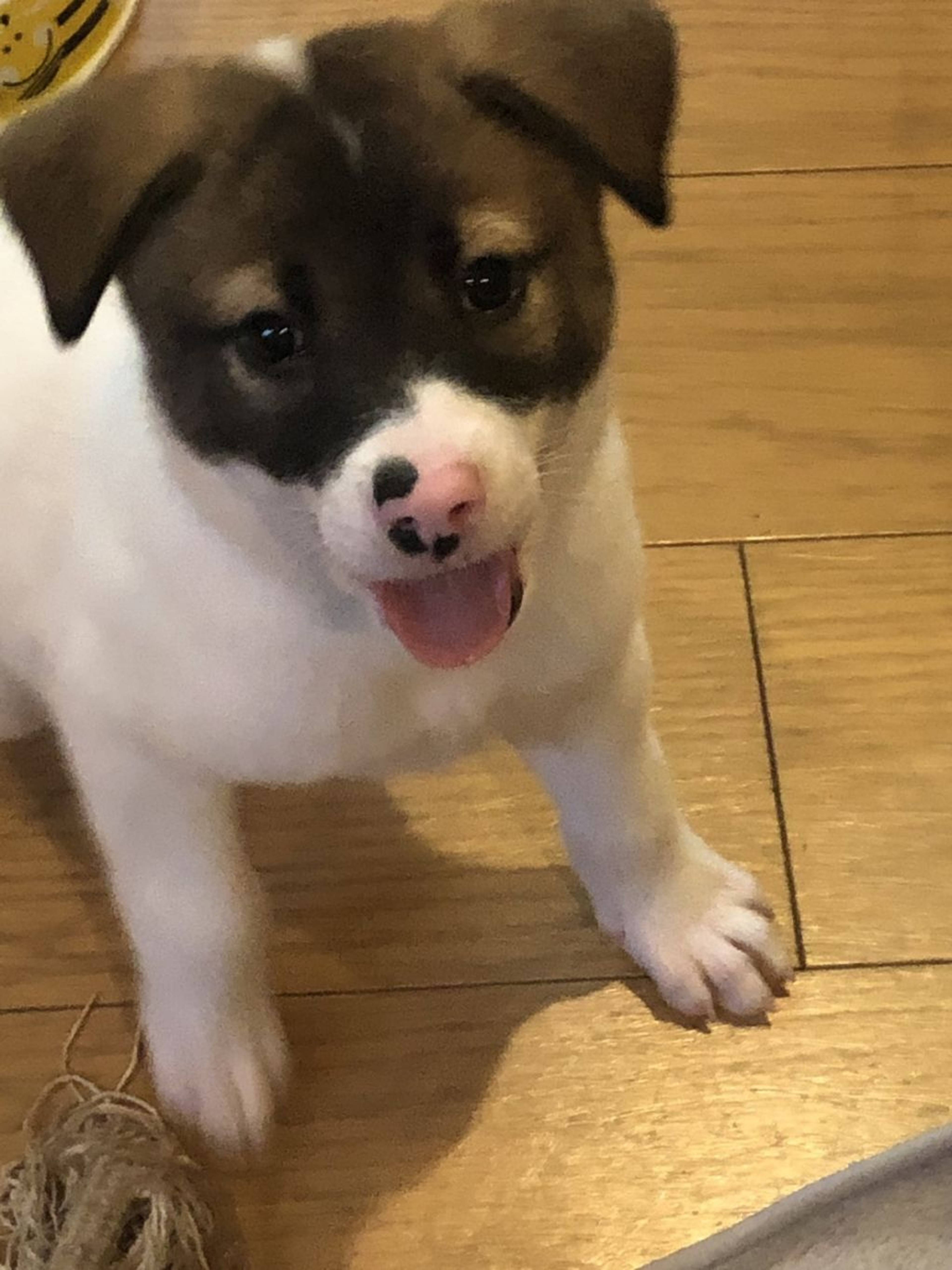 雑種（ミックス犬）・オスの里親募集の写真