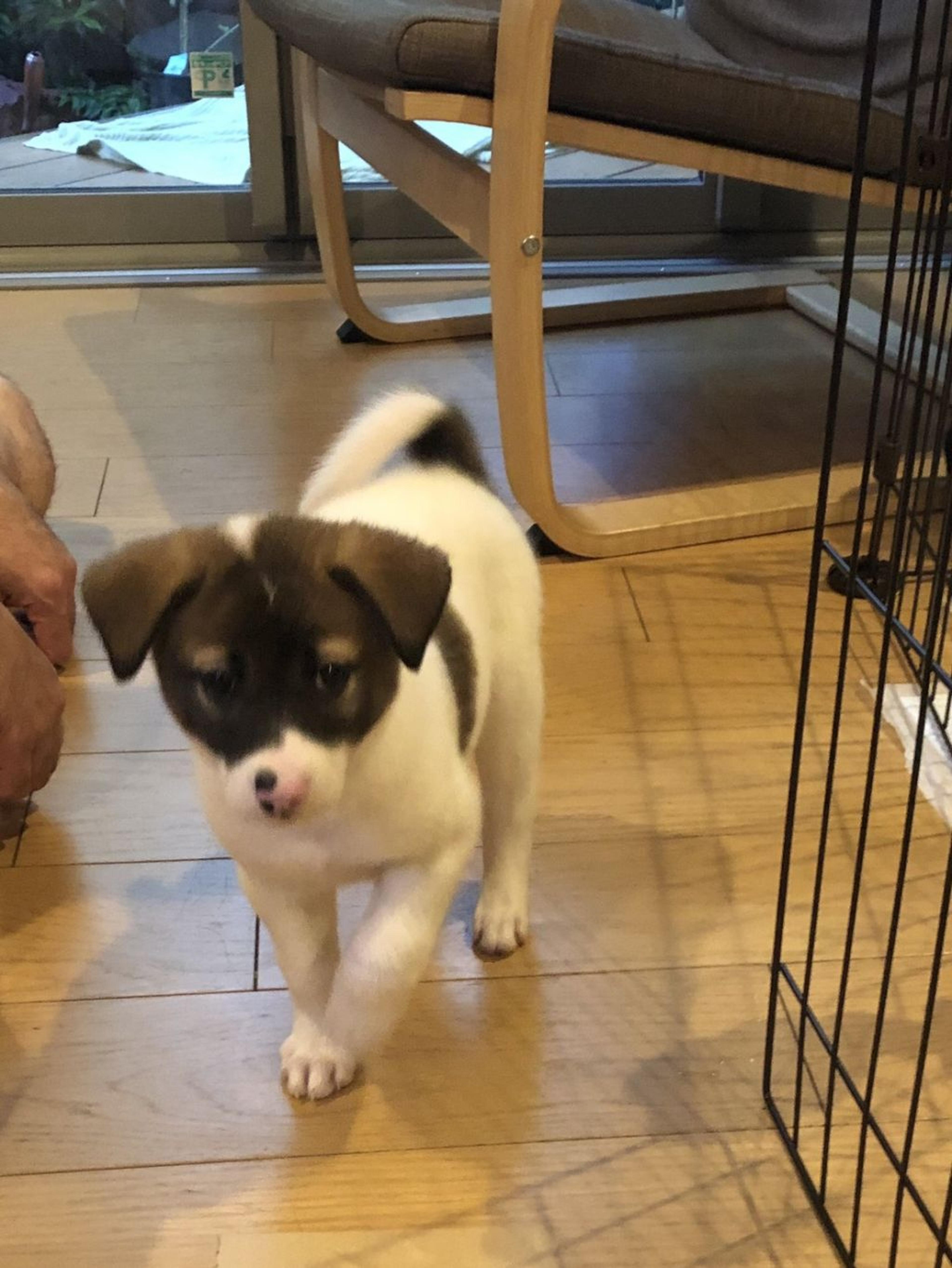 pet-image-4