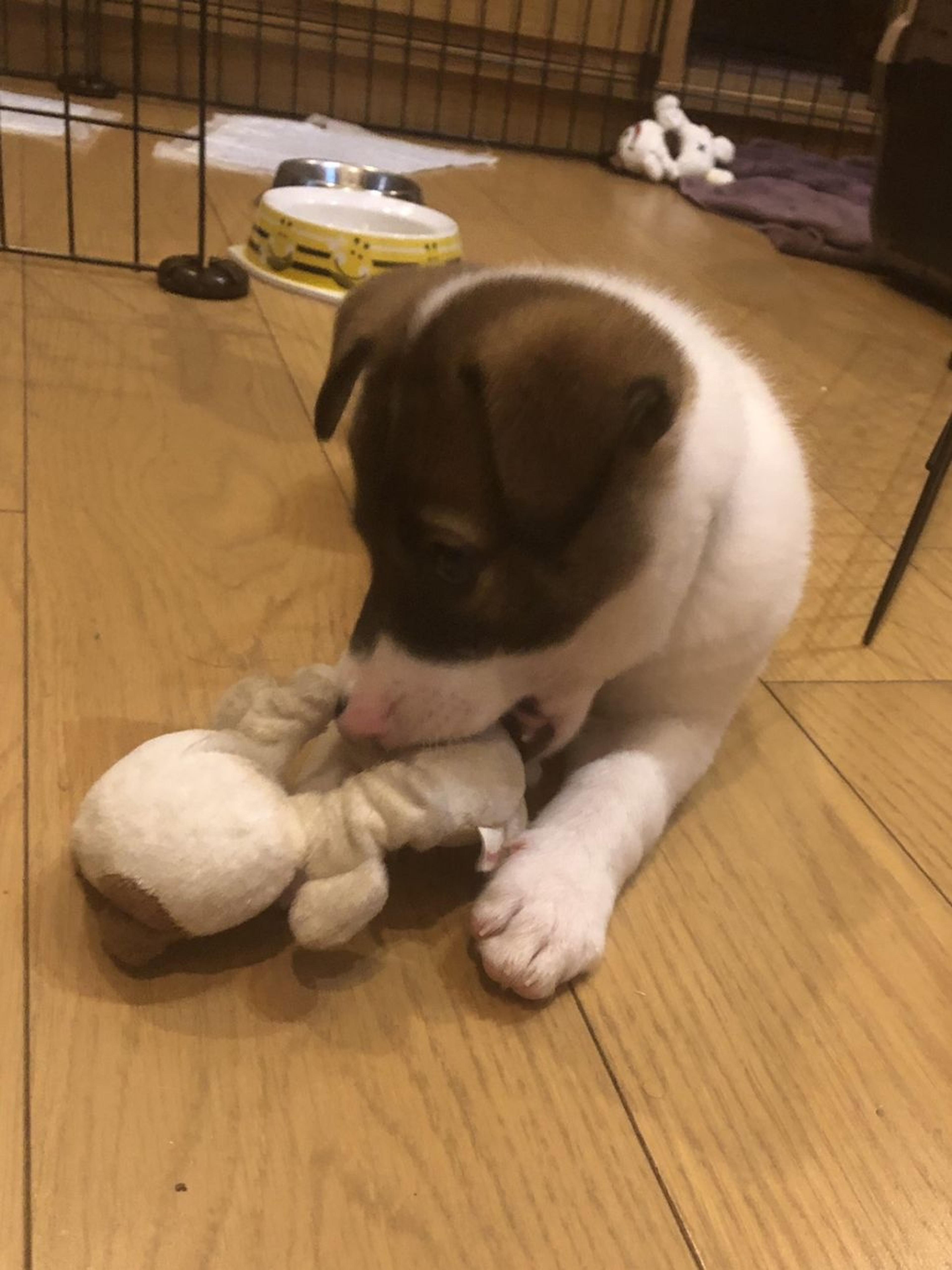 pet-image-6
