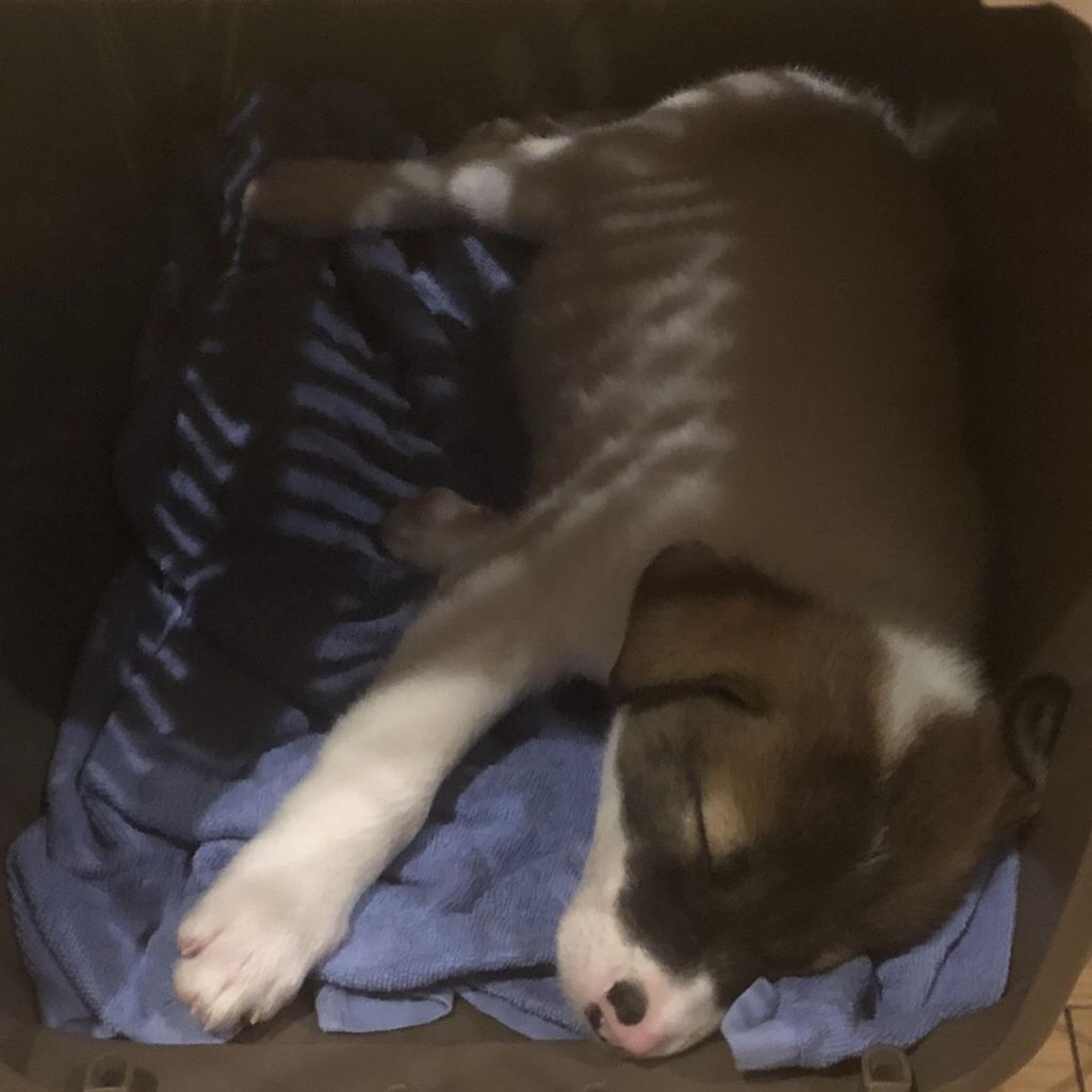 pet-image-2