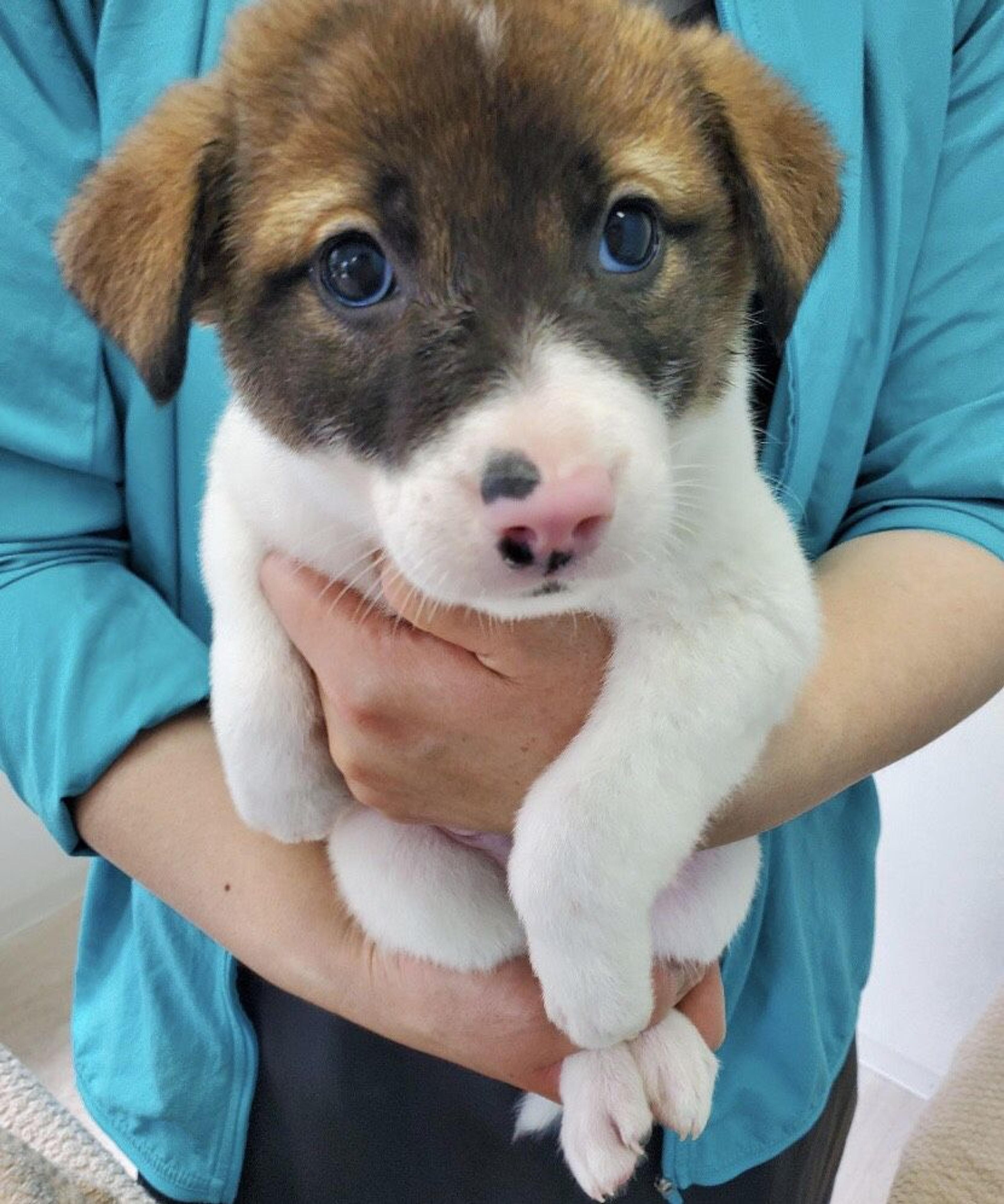 pet-image-5
