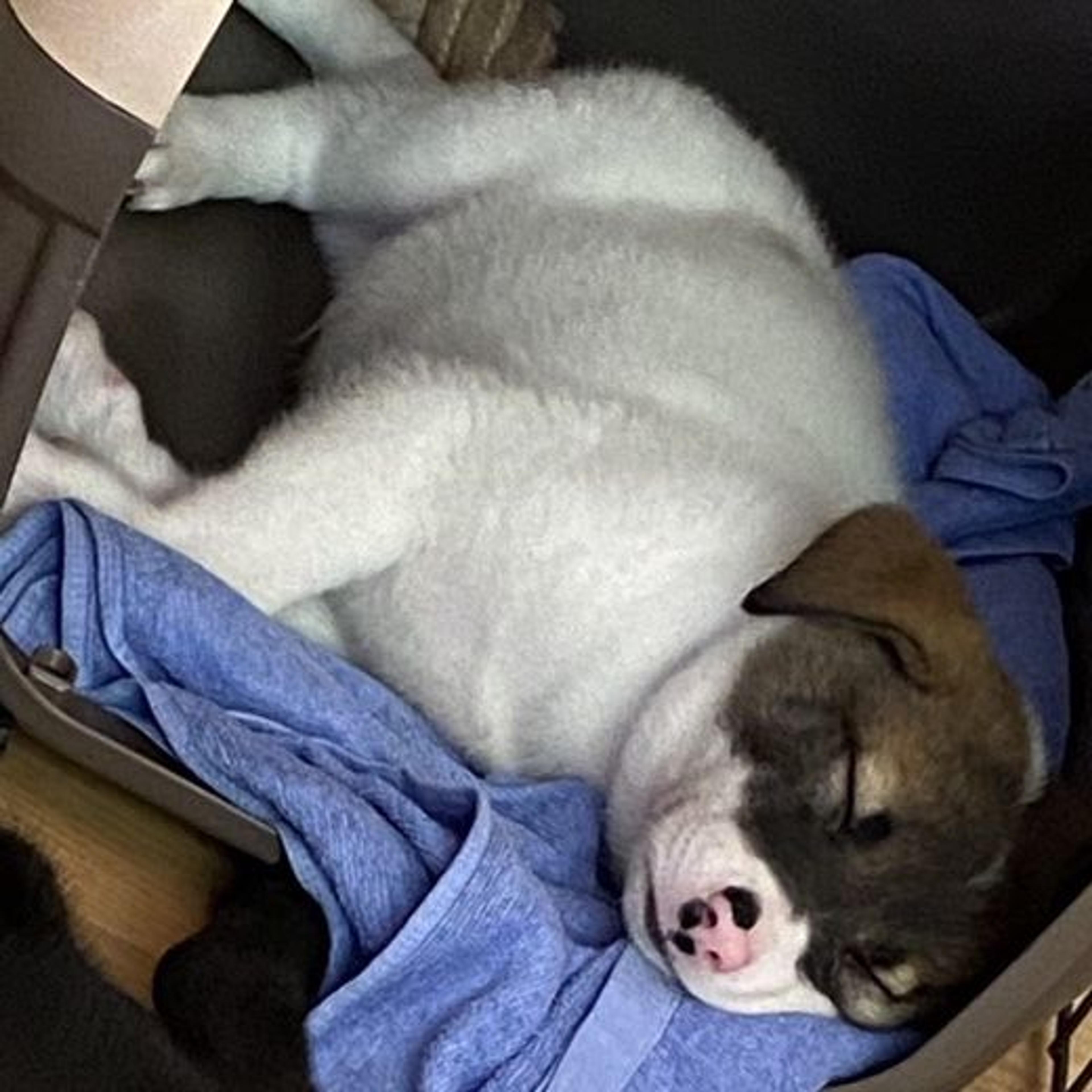 pet-image-3