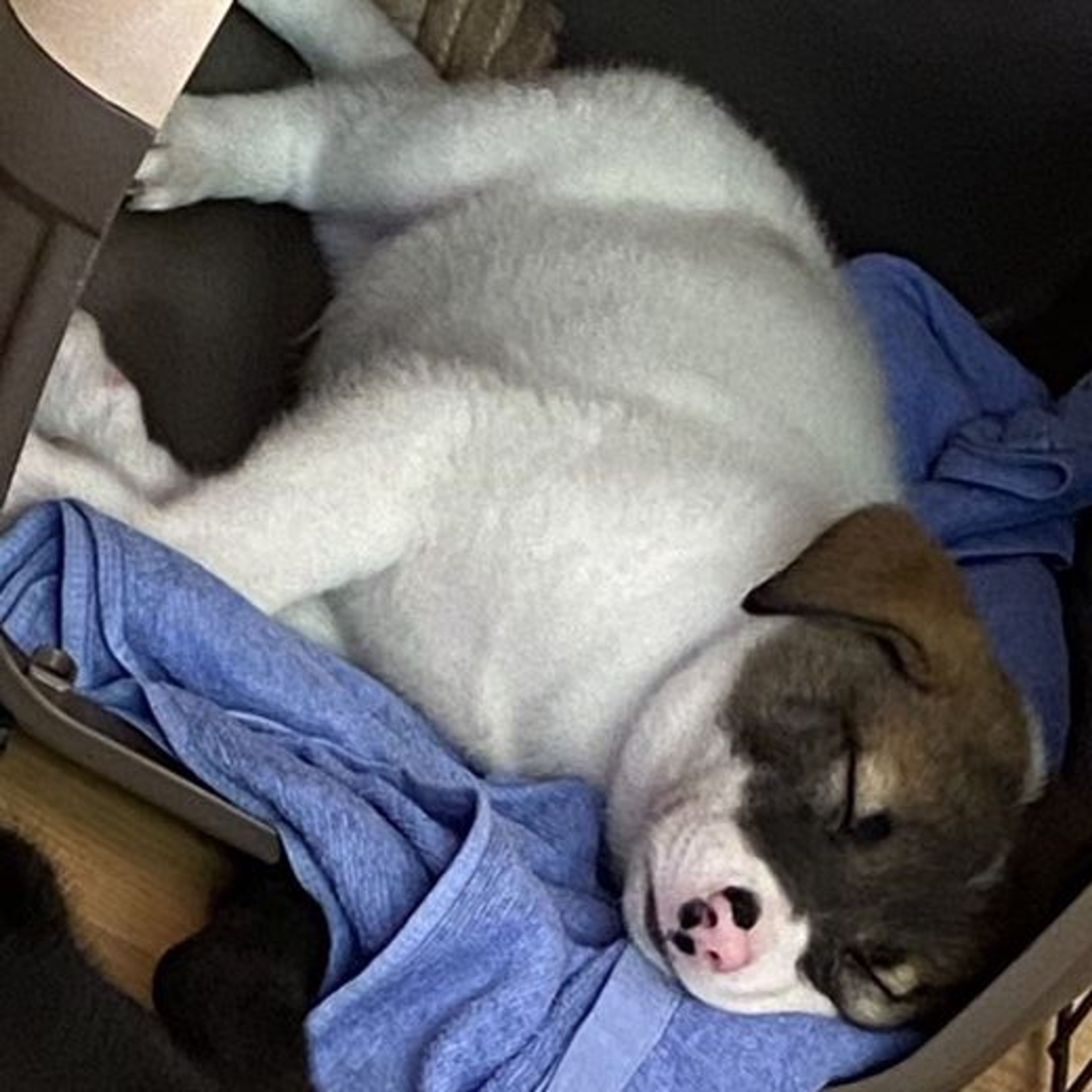 pet-image-3