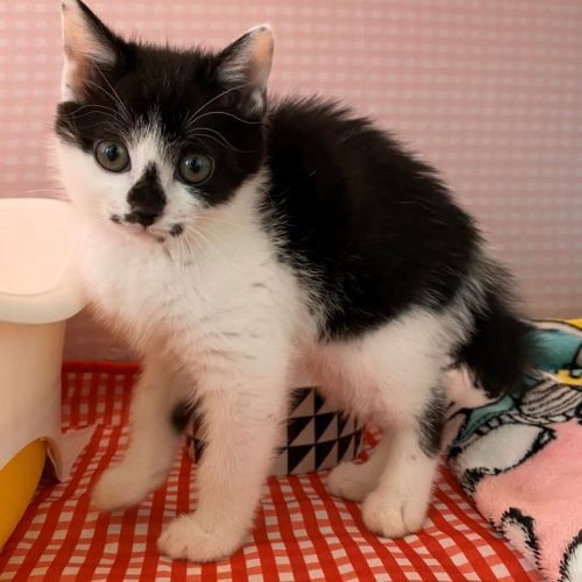 雑種（ミックス猫）・メスの里親募集の写真
