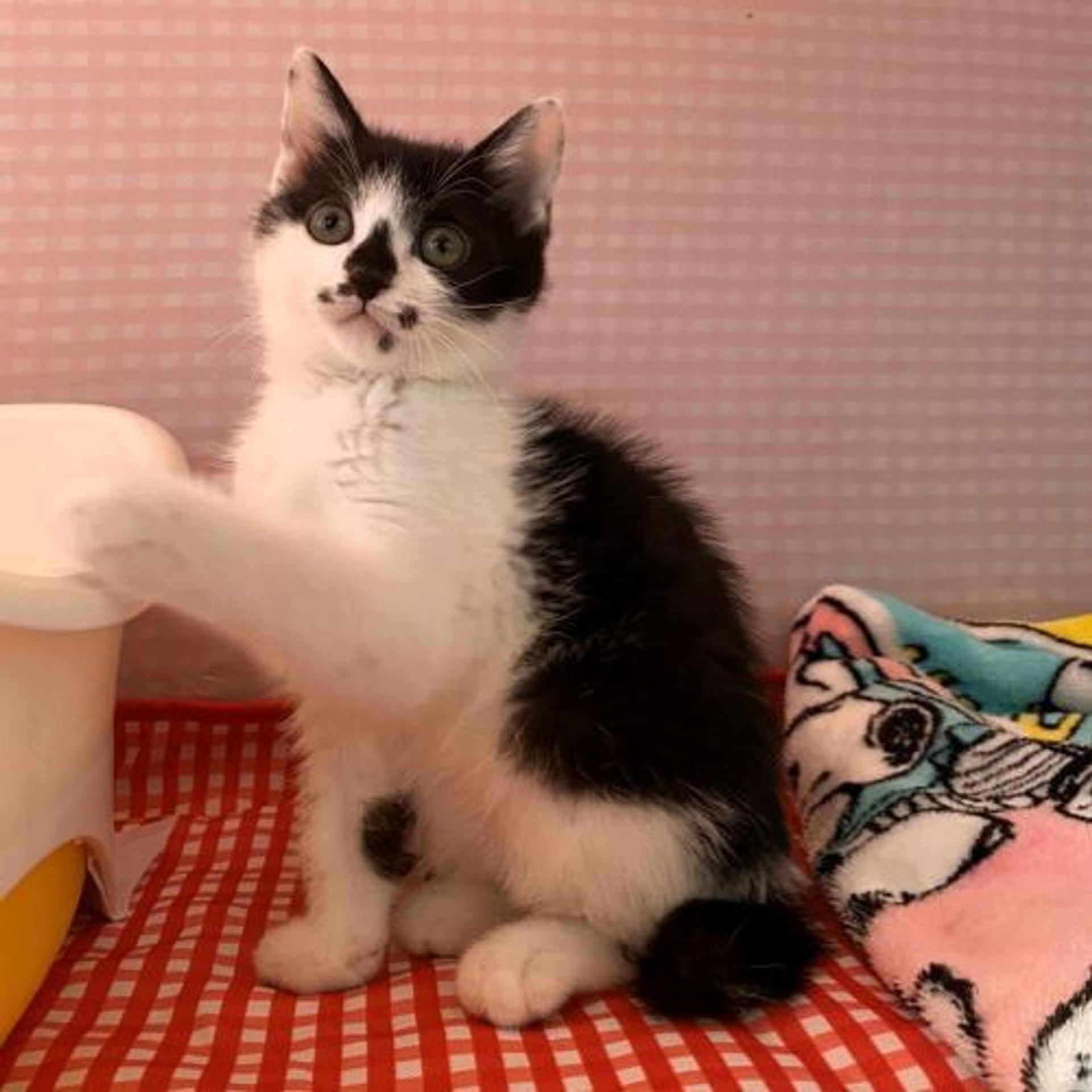 pet-image-3