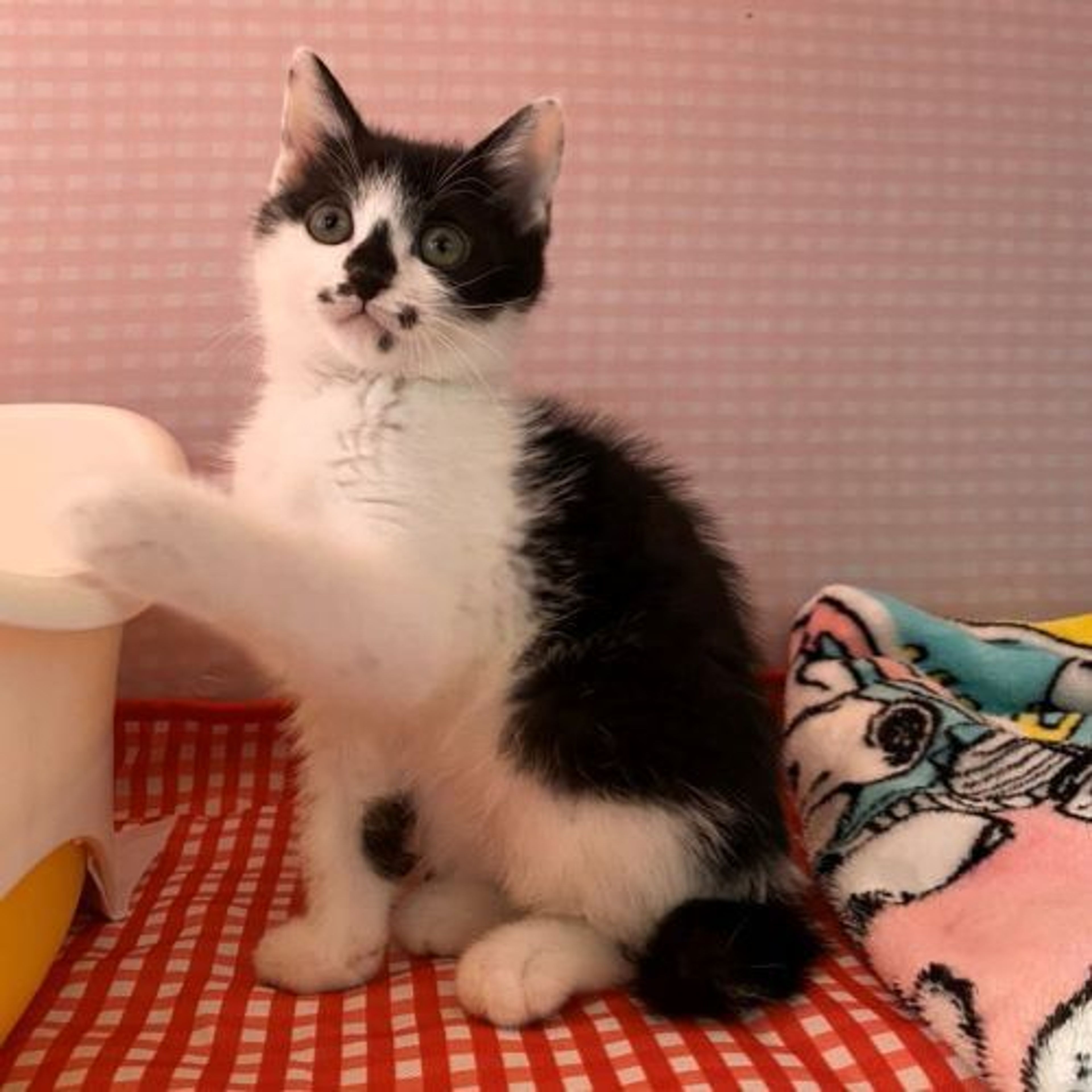 pet-image-3