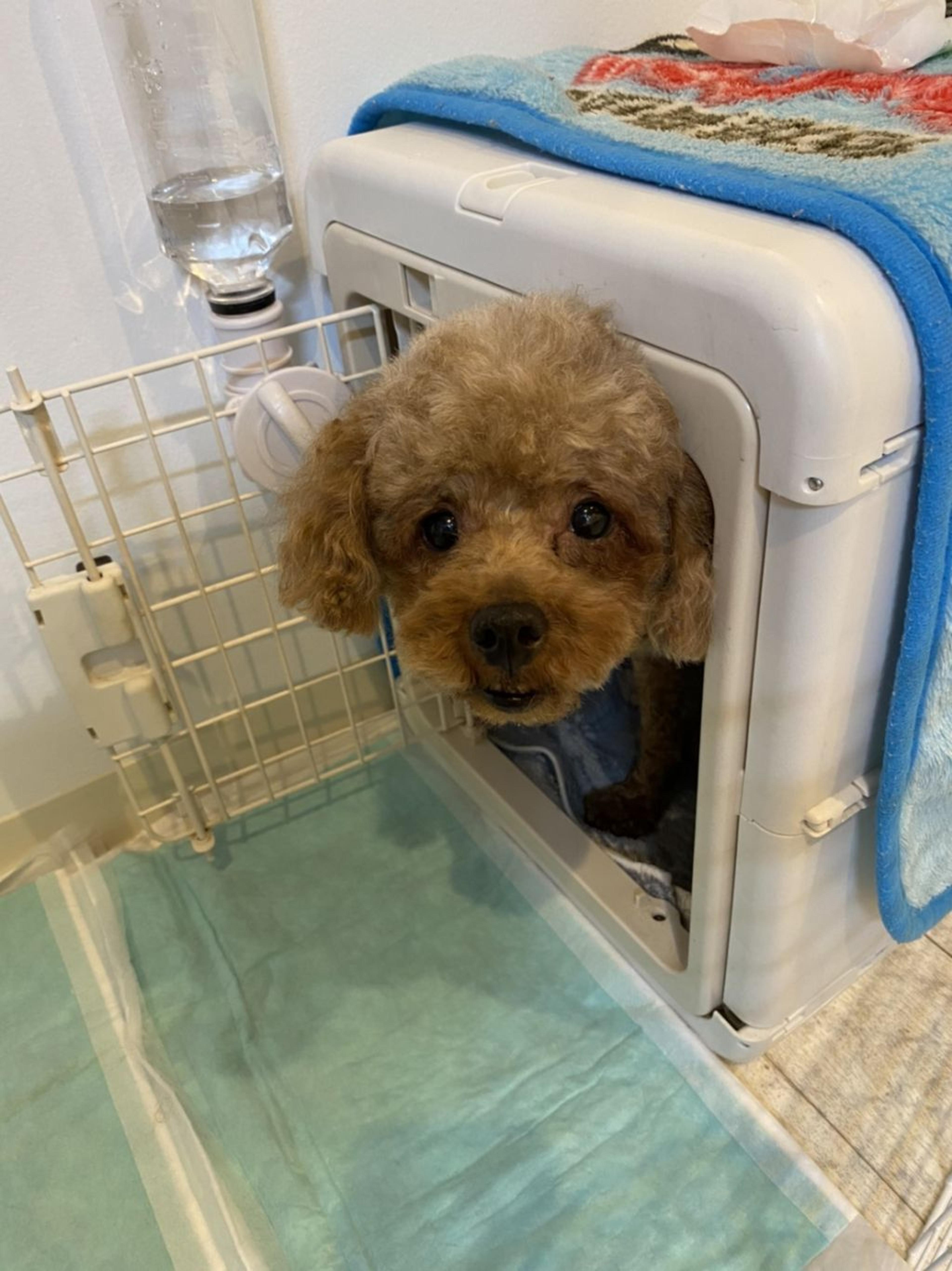 pet-image-2