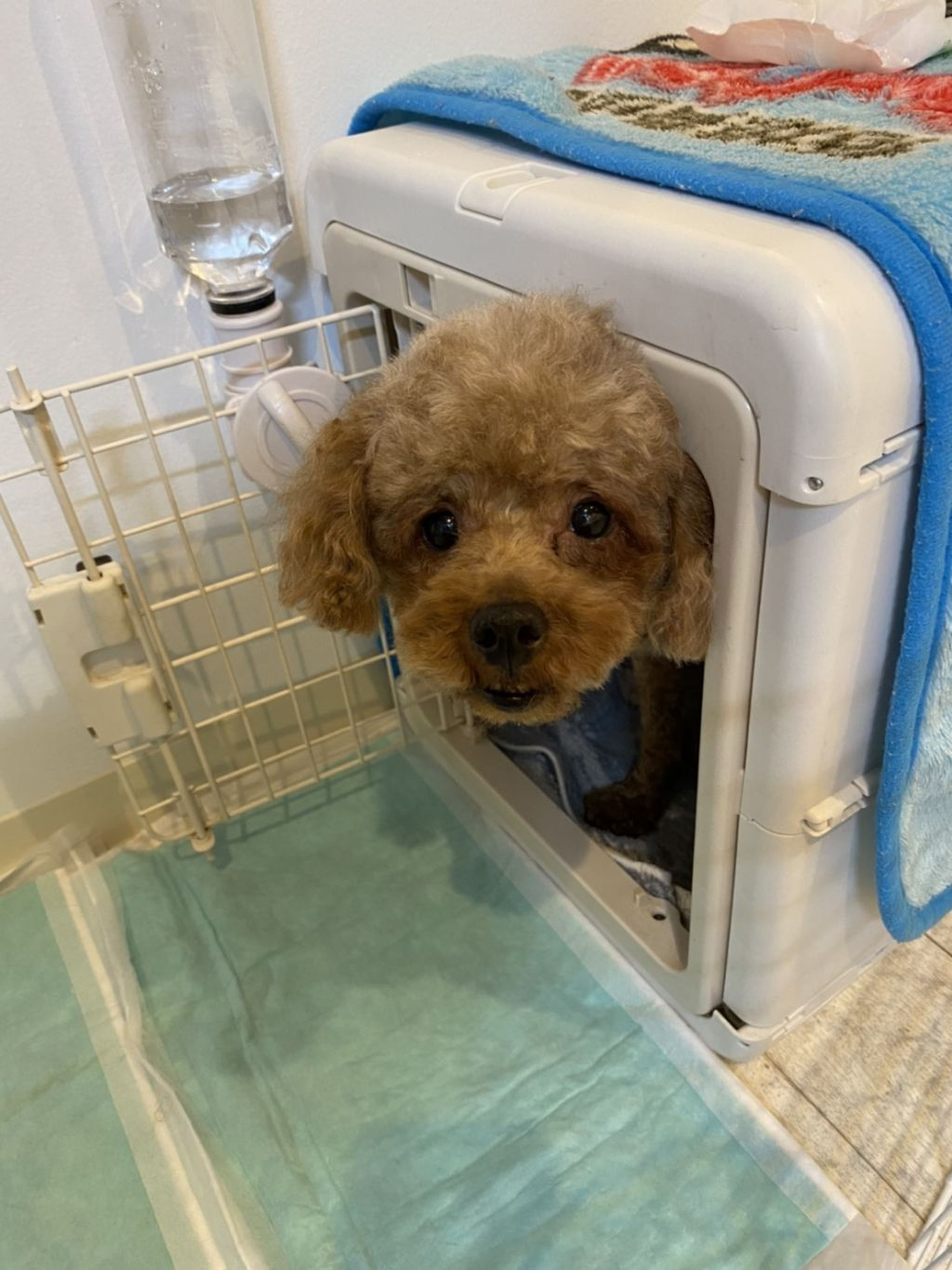 pet-image-2