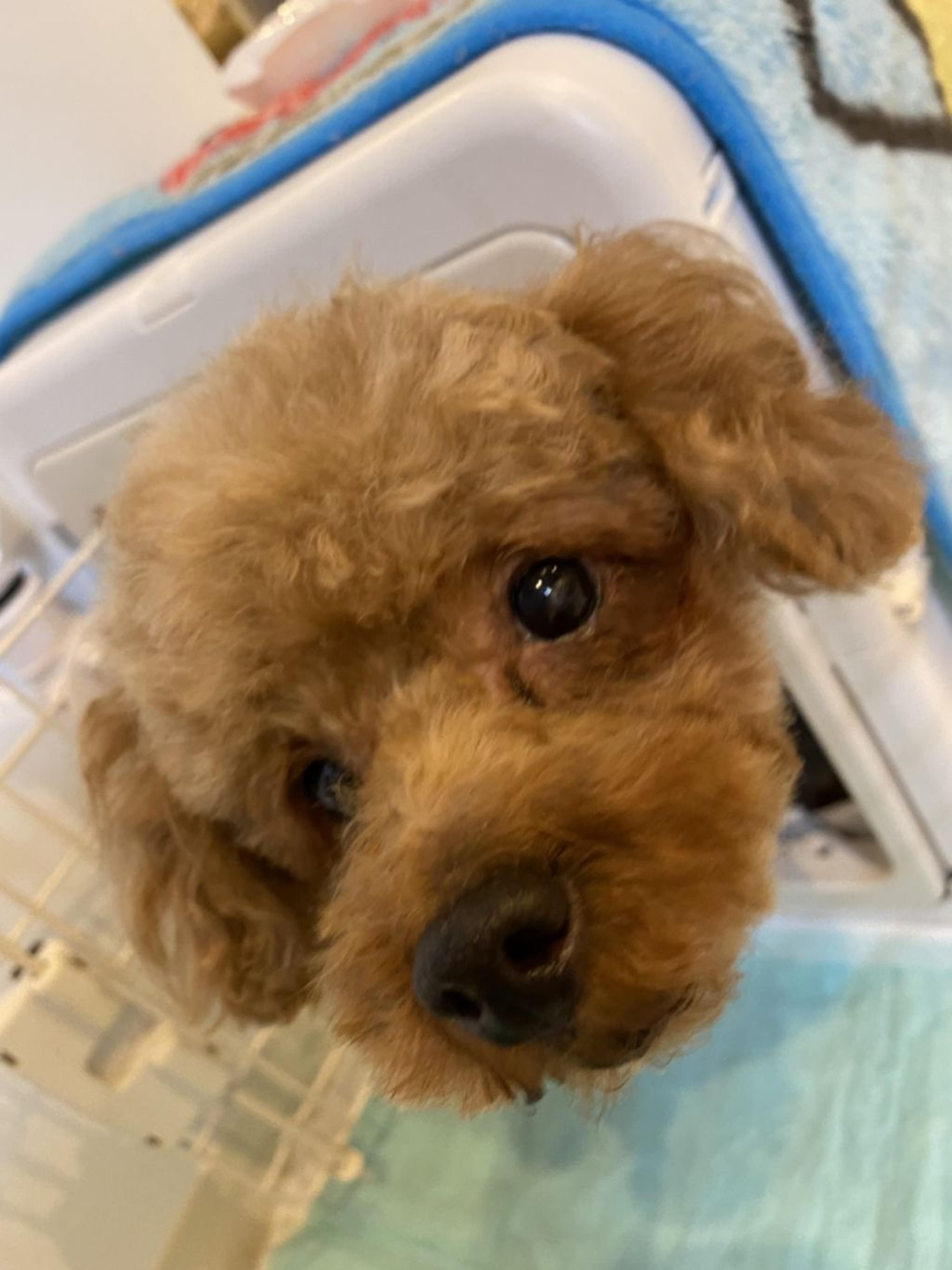 pet-image-3