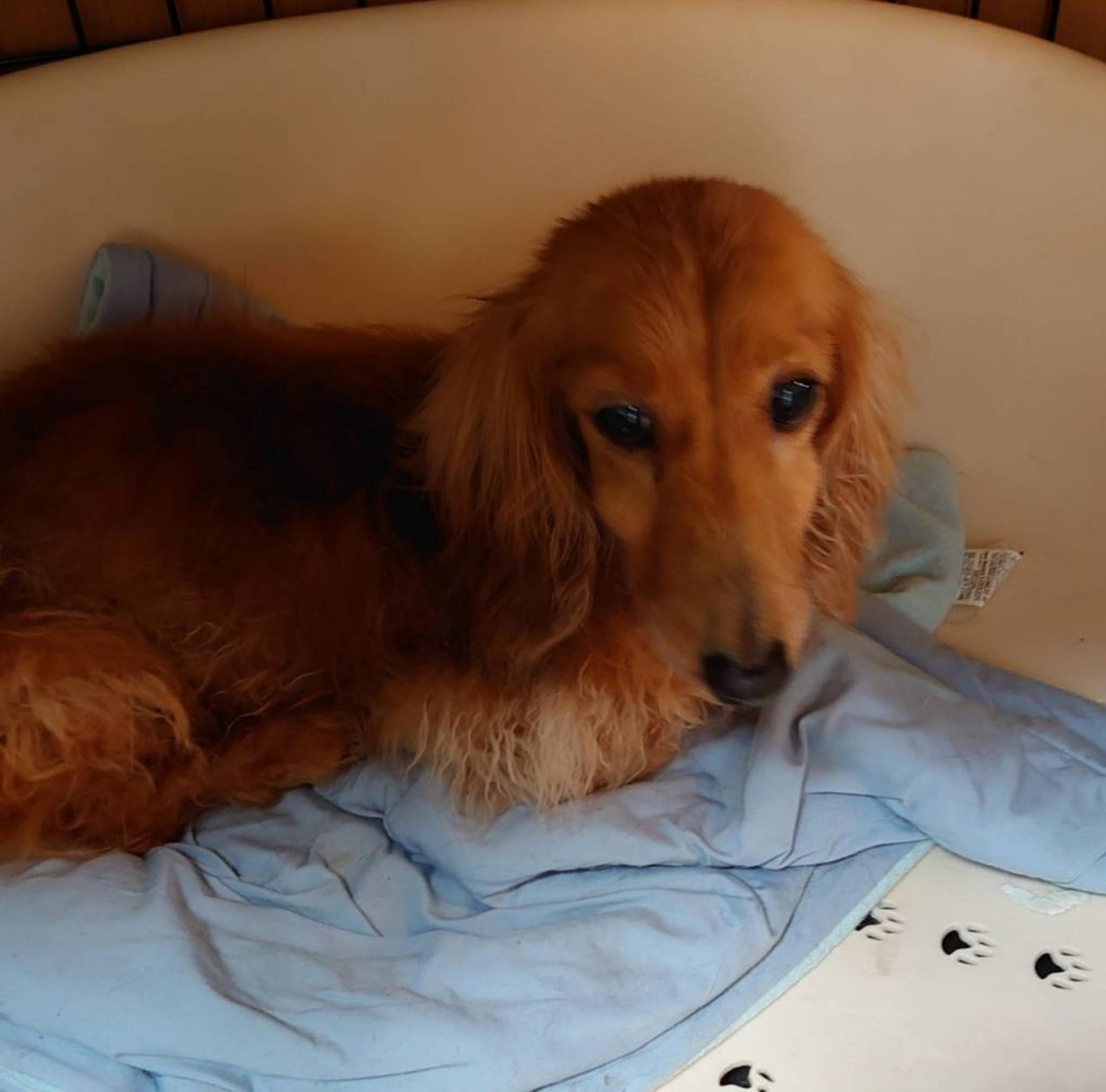 pet-image-3