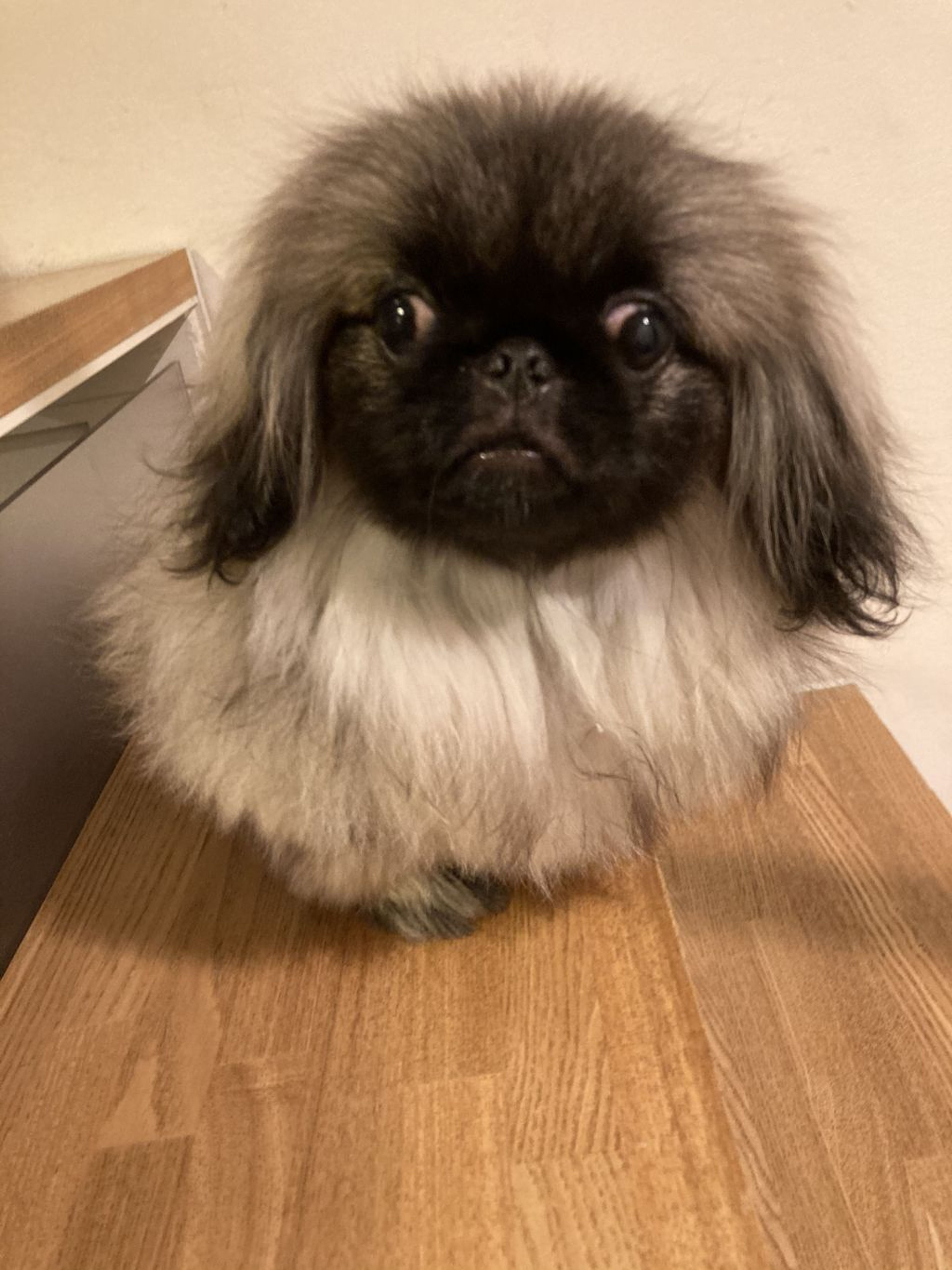 pet-image-3