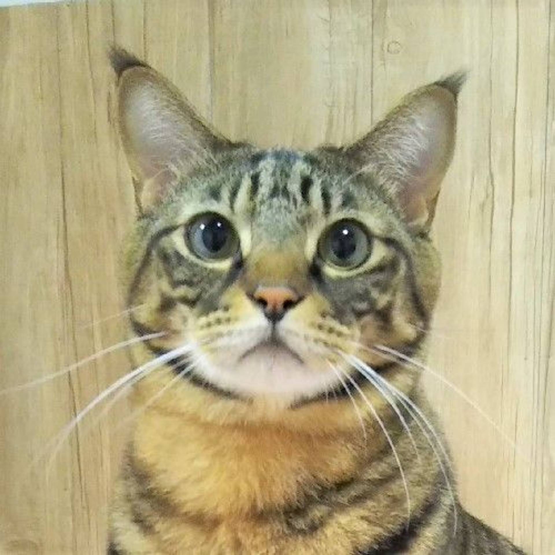 雑種（ミックス猫）・オスの里親募集の写真