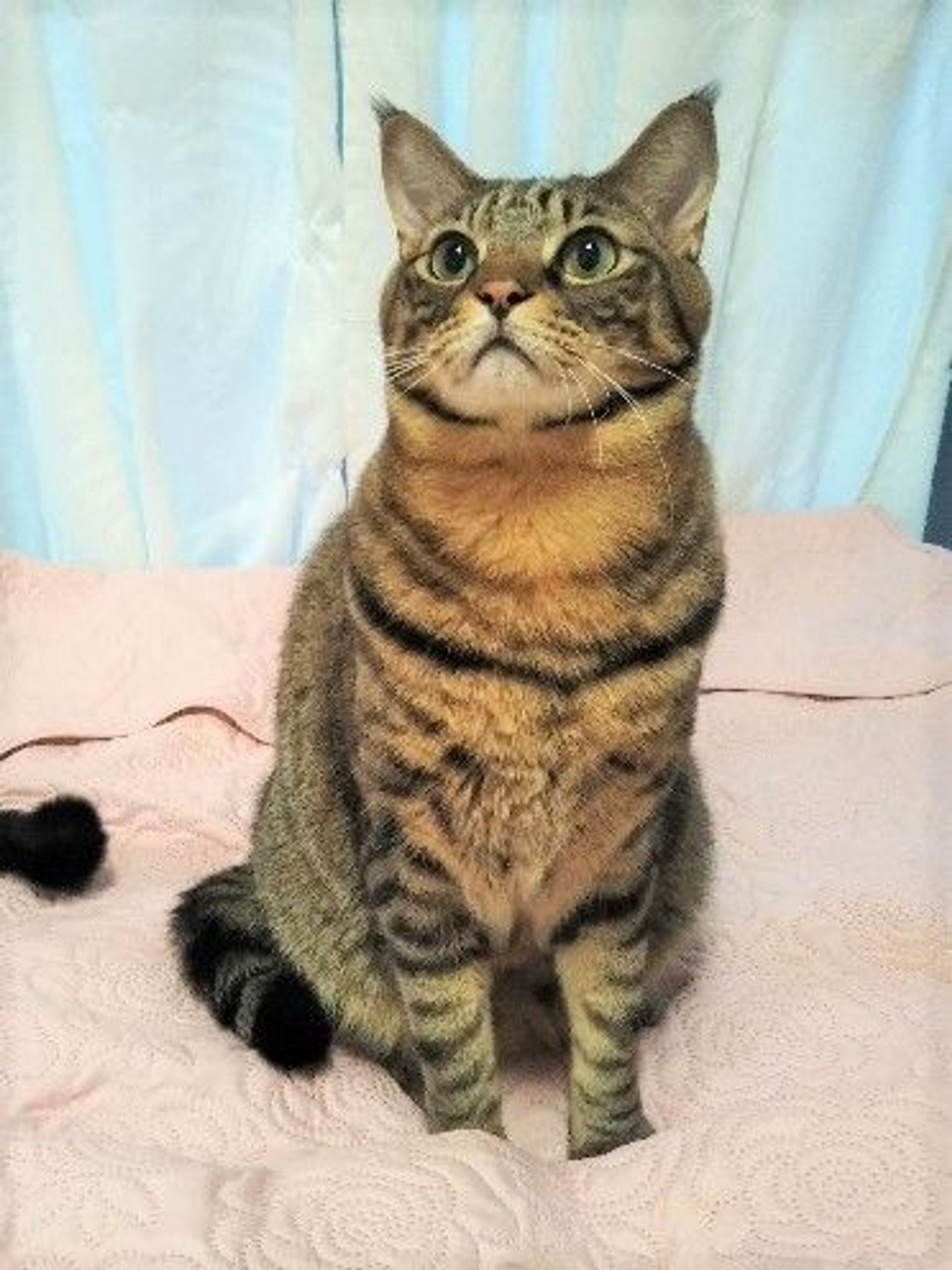 雑種（ミックス猫）・オスの里親募集の写真