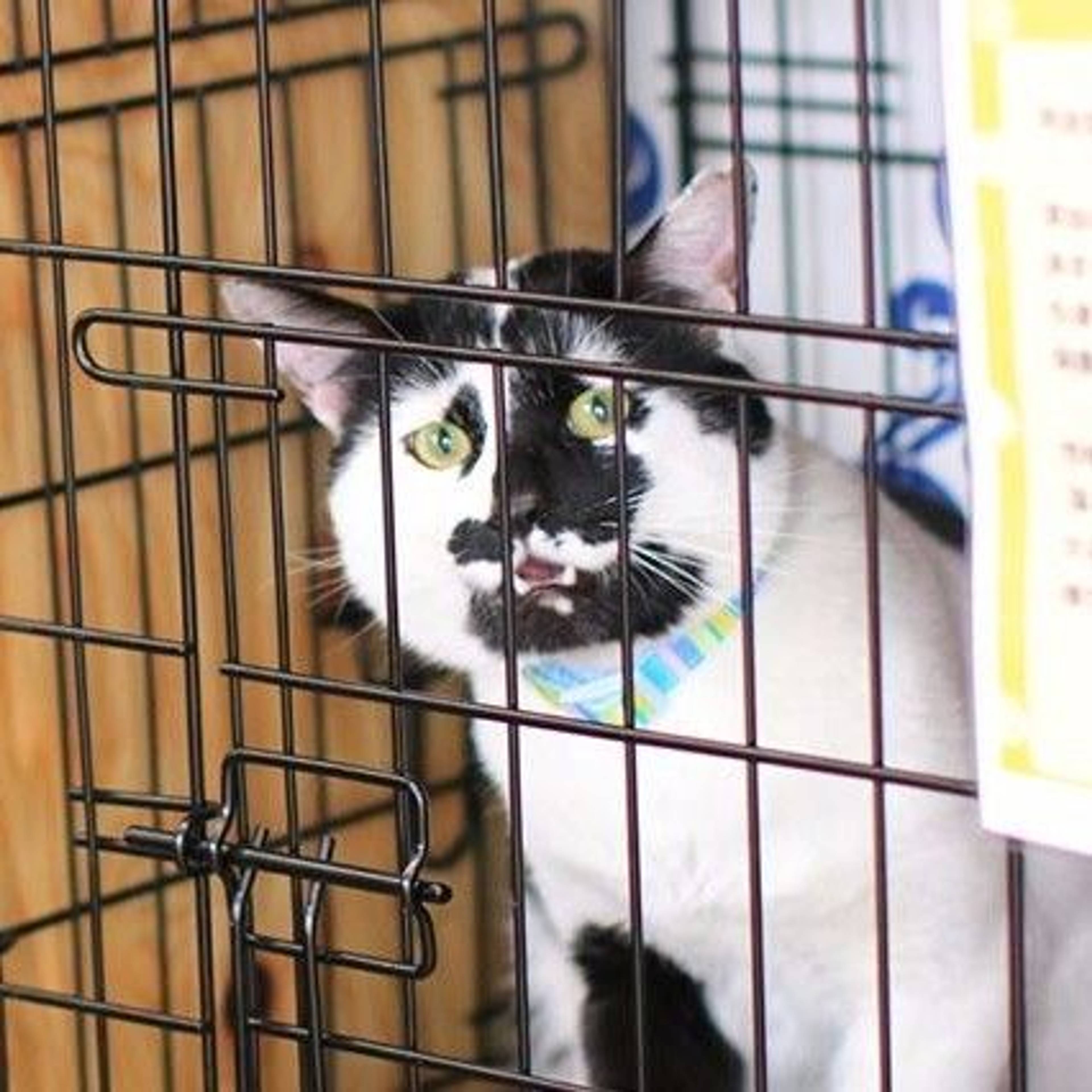 雑種（ミックス猫）・オスの里親募集の写真
