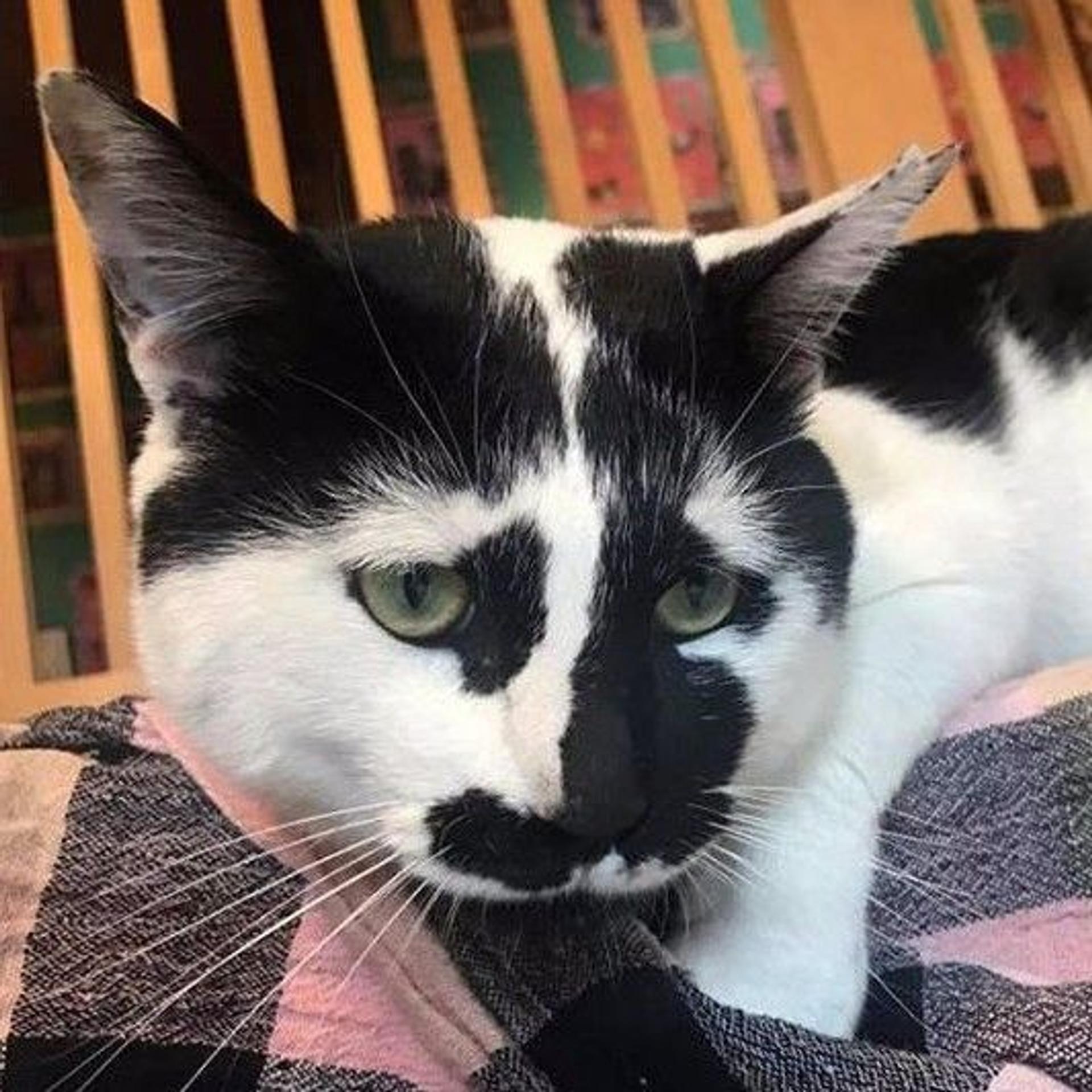 pet-image-3