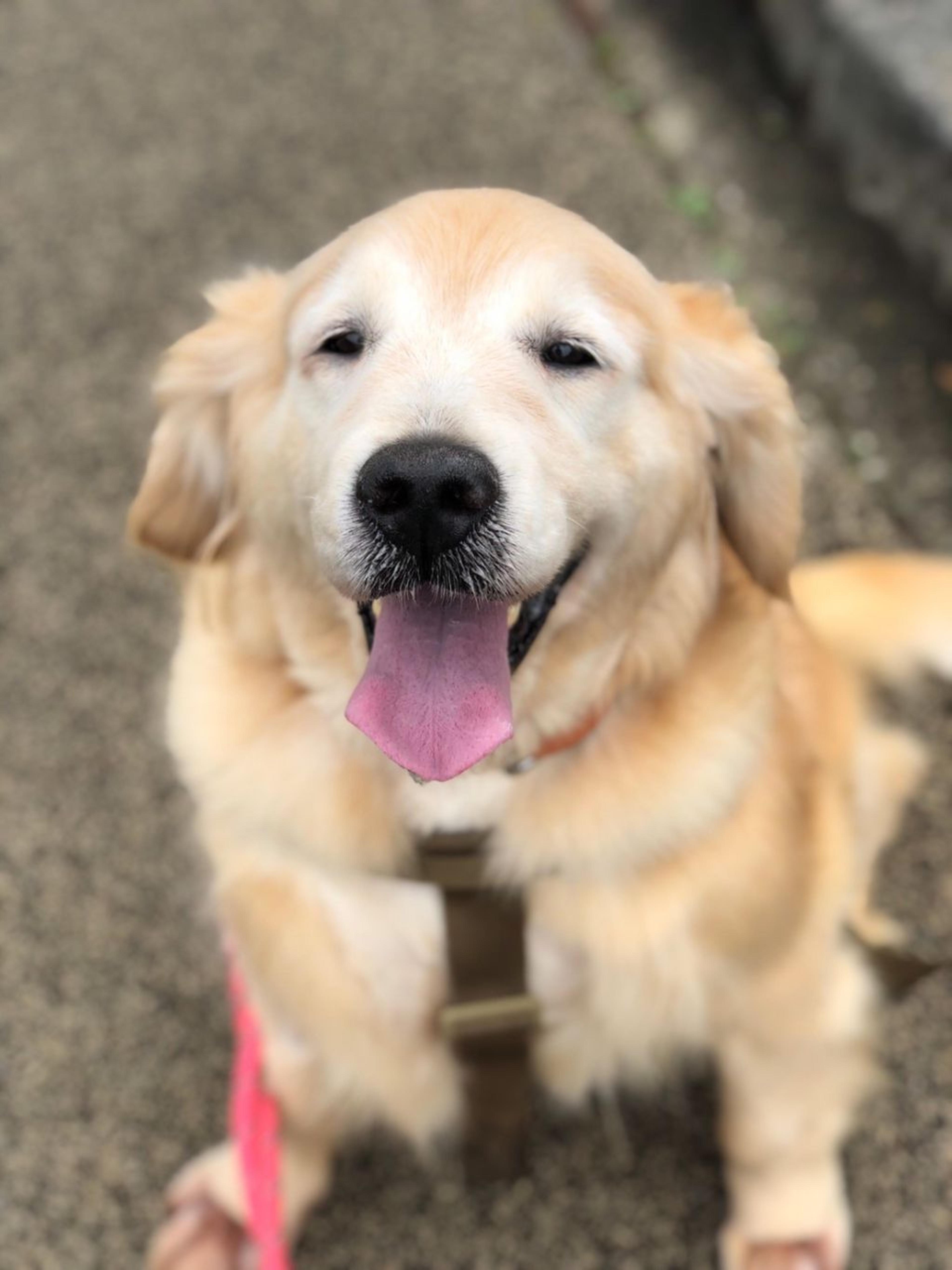 pet-image-2