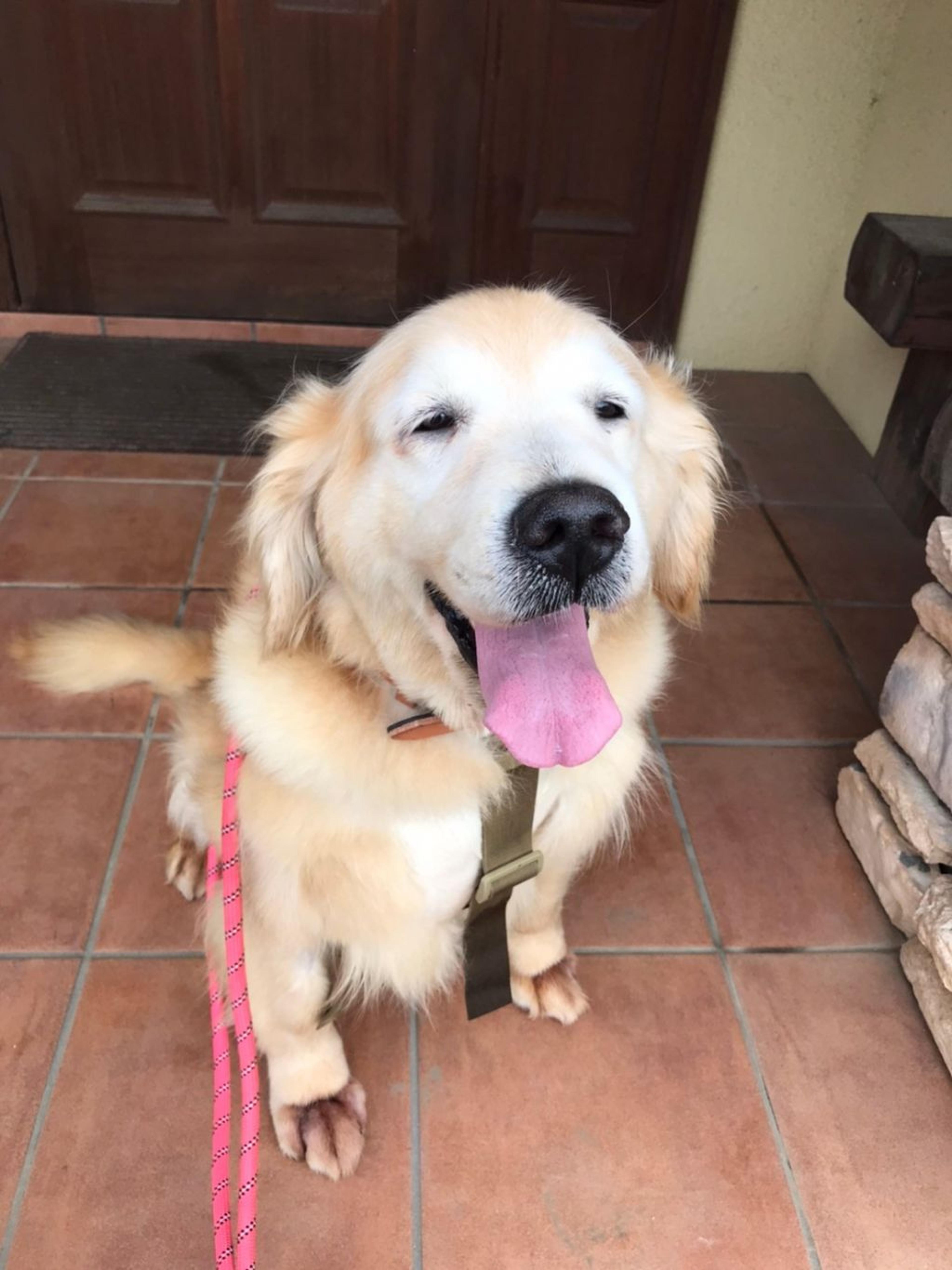 pet-image-5