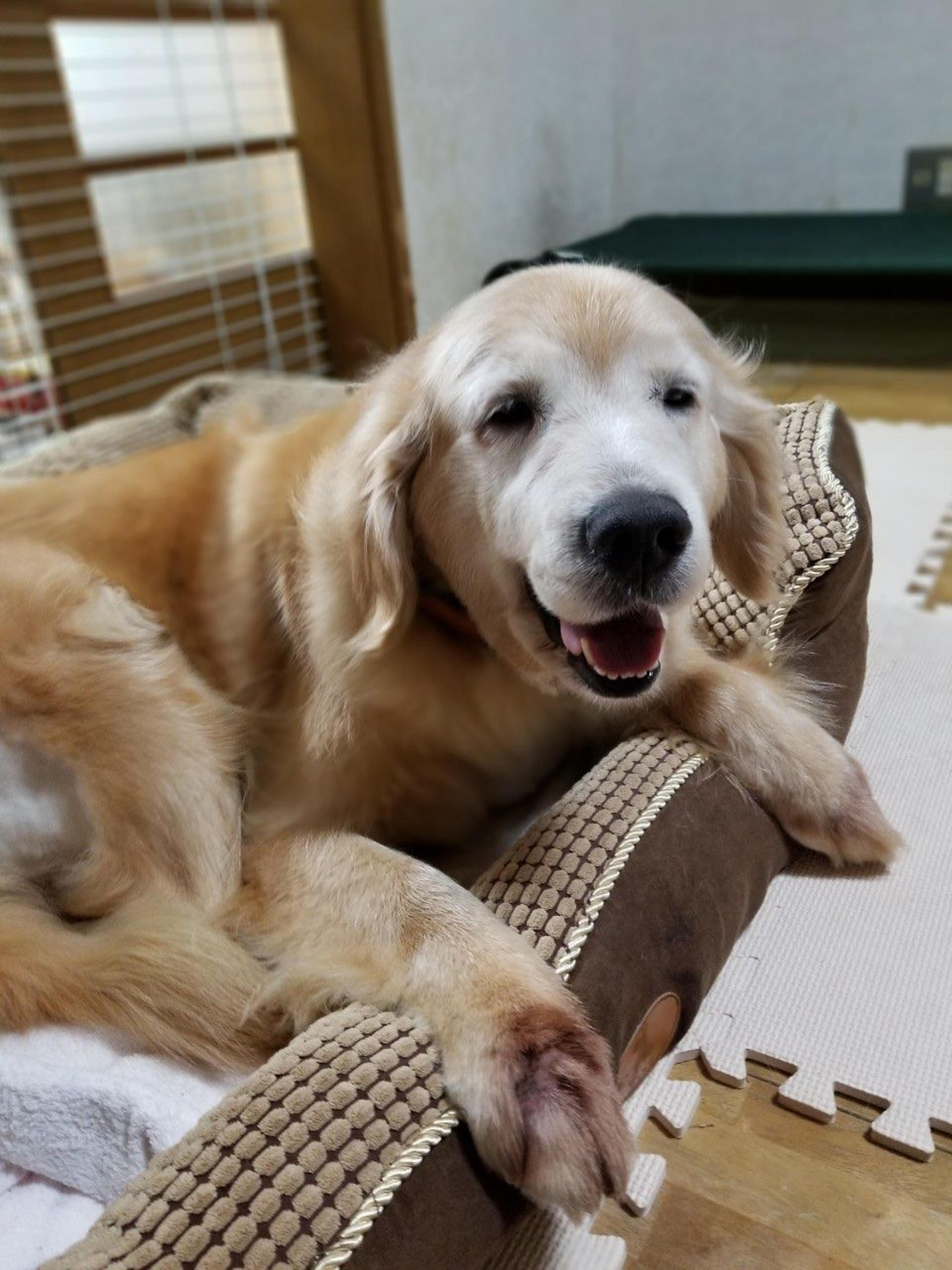pet-image-7