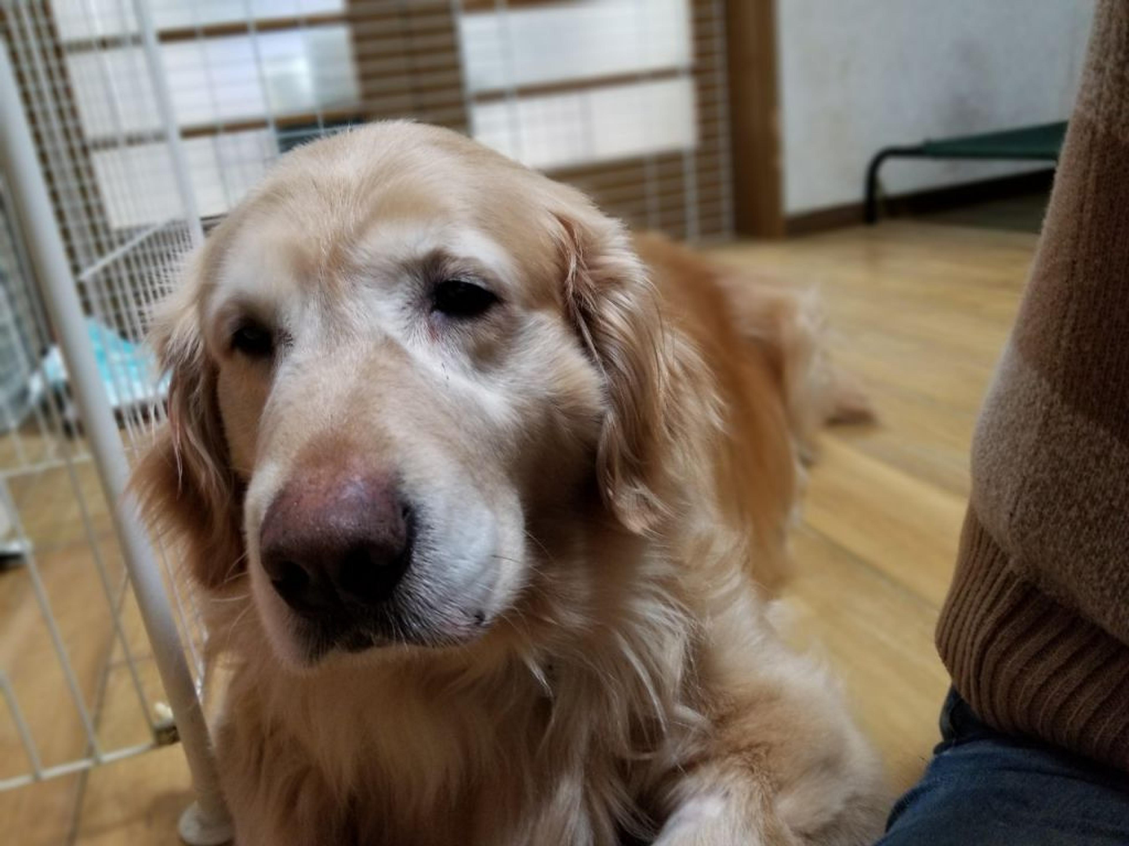 pet-image-8
