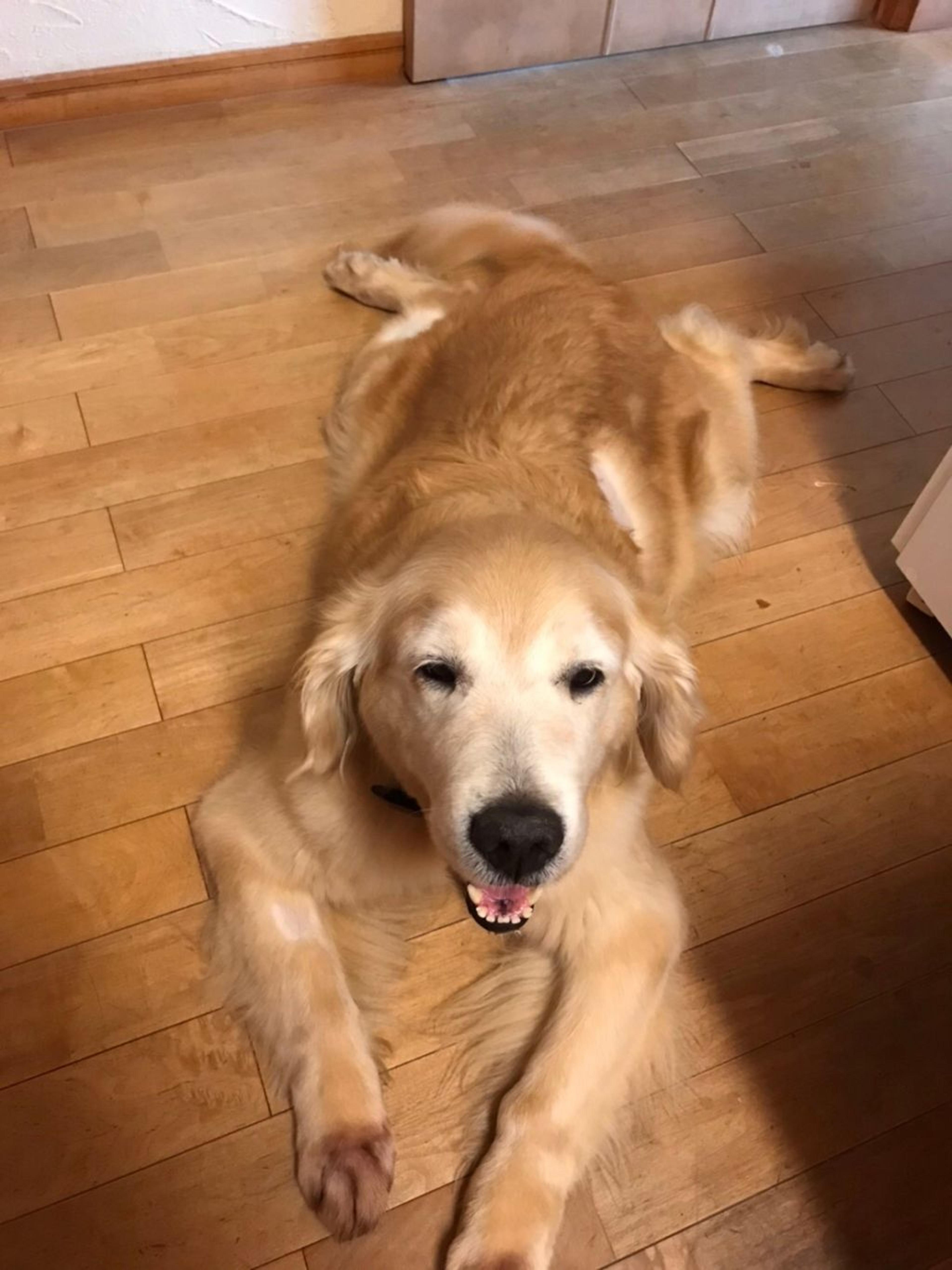 pet-image-9