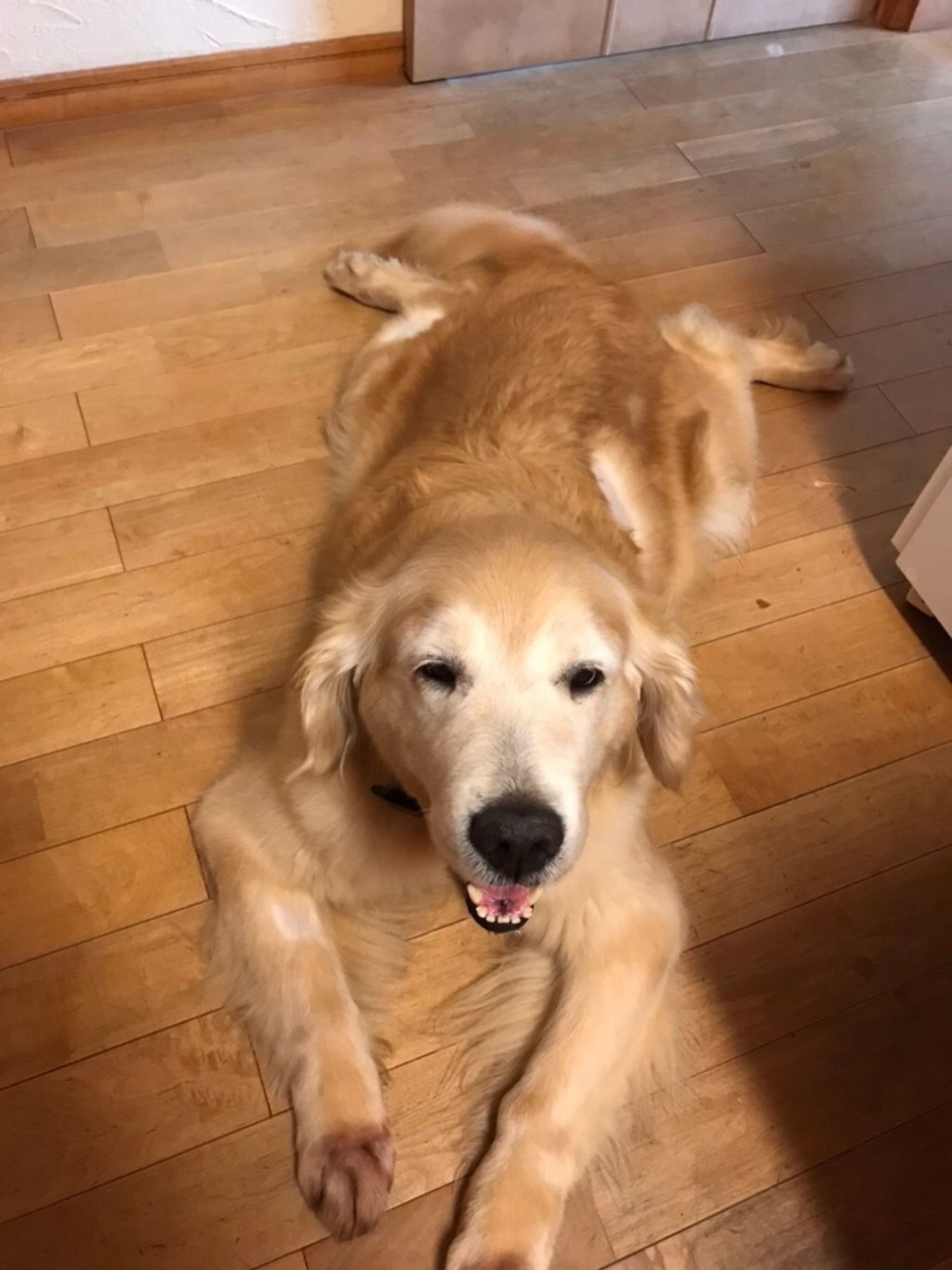 pet-image-9