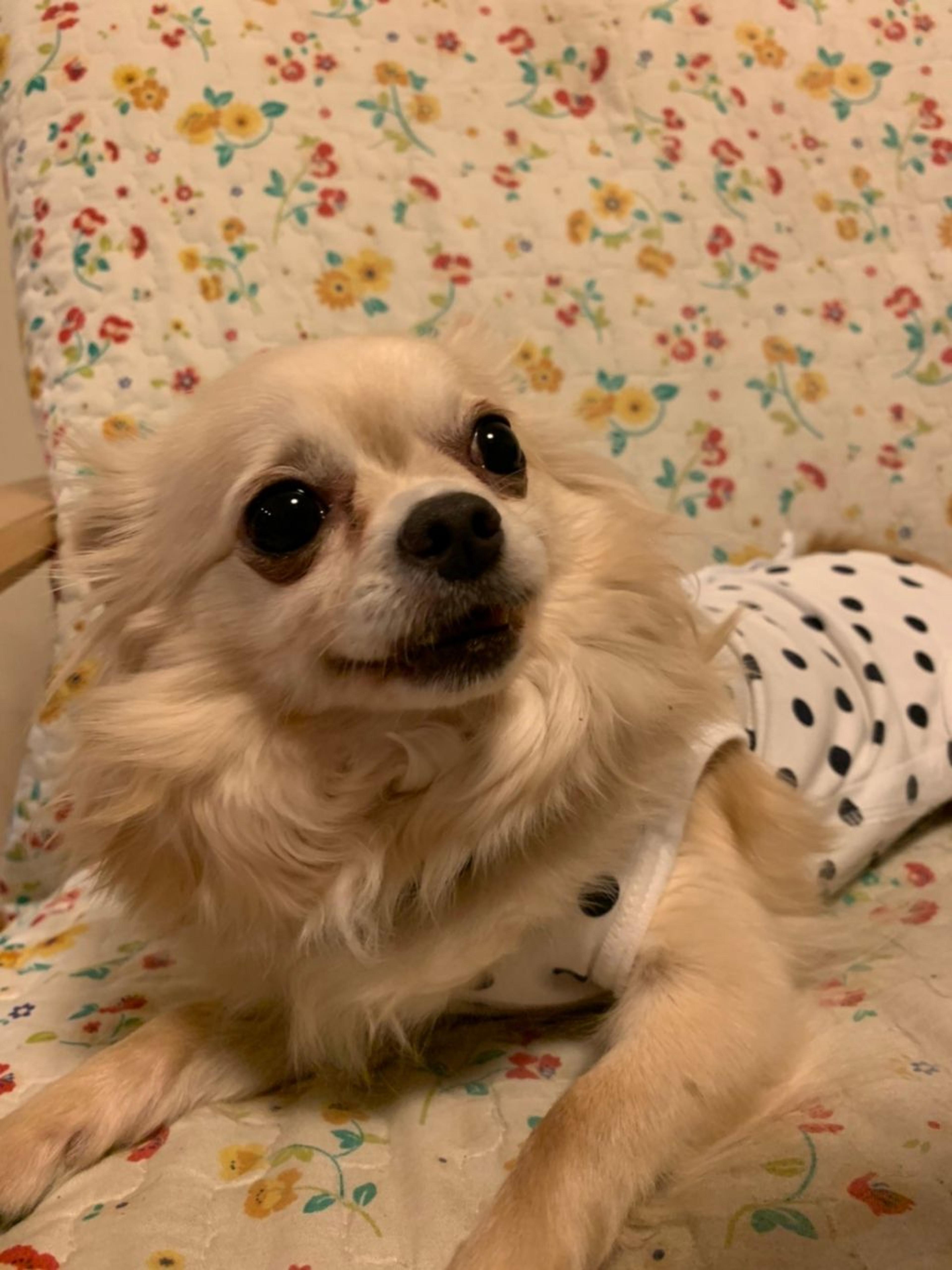 pet-image-3