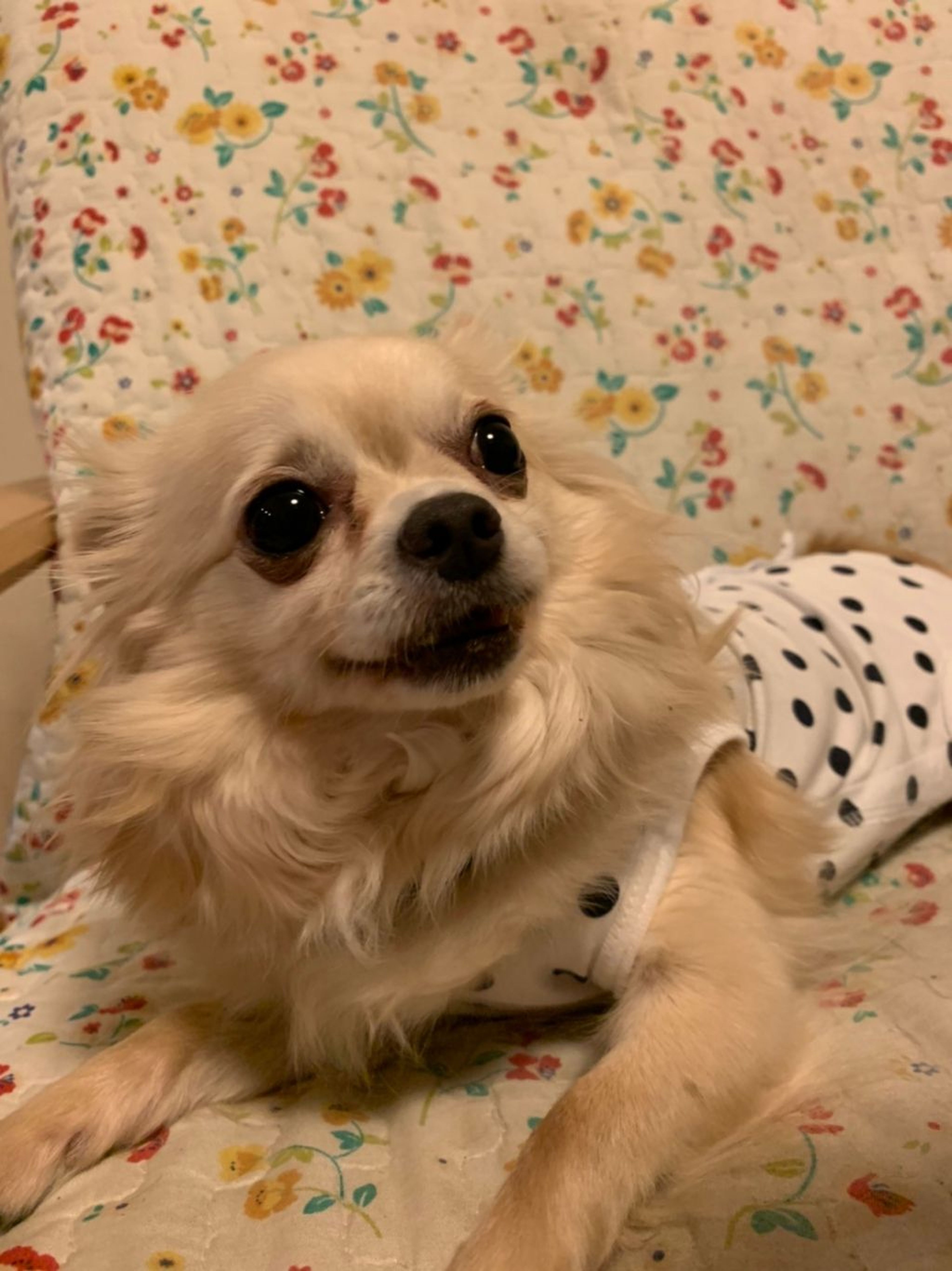 pet-image-3