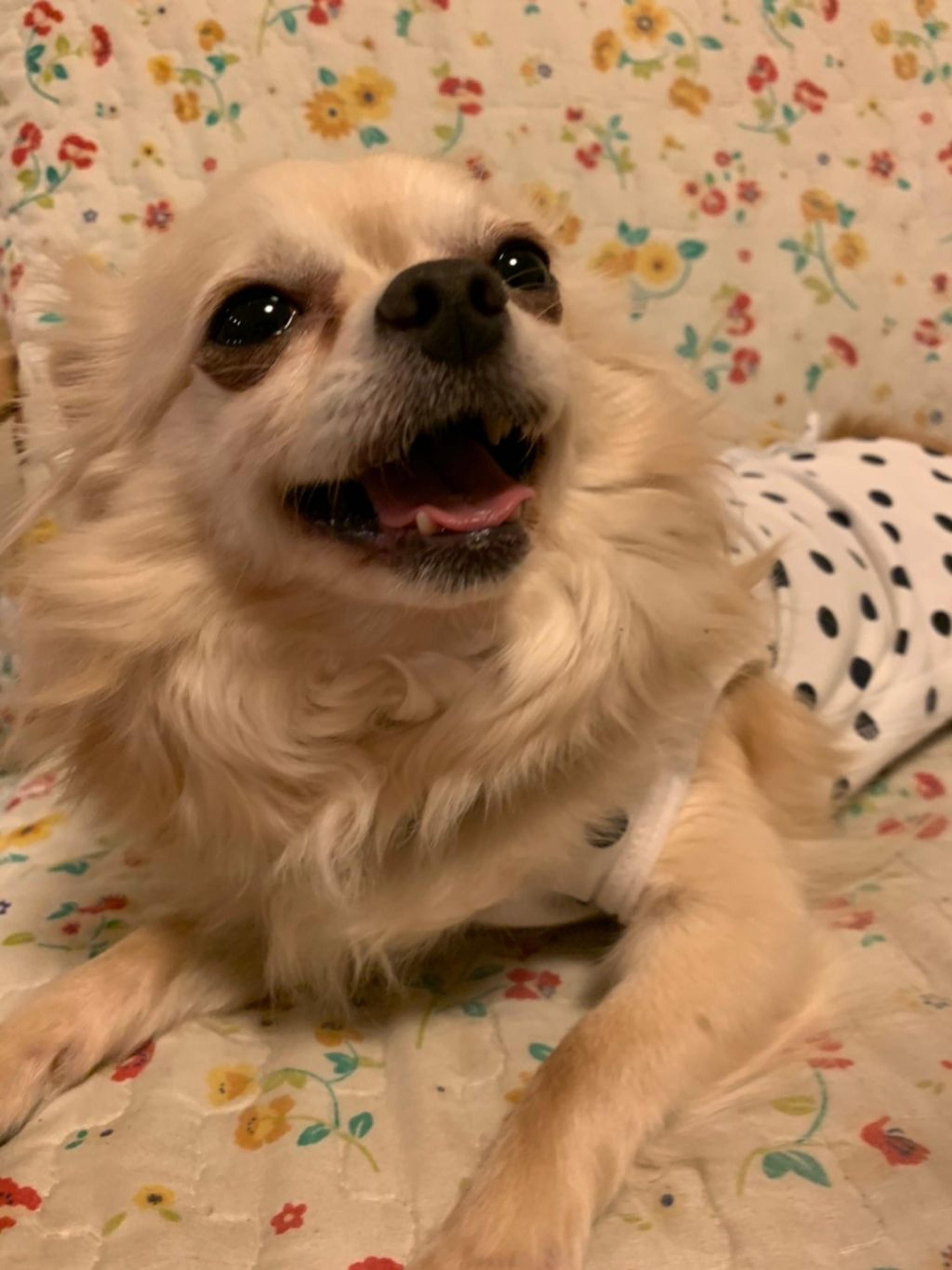 pet-image-5