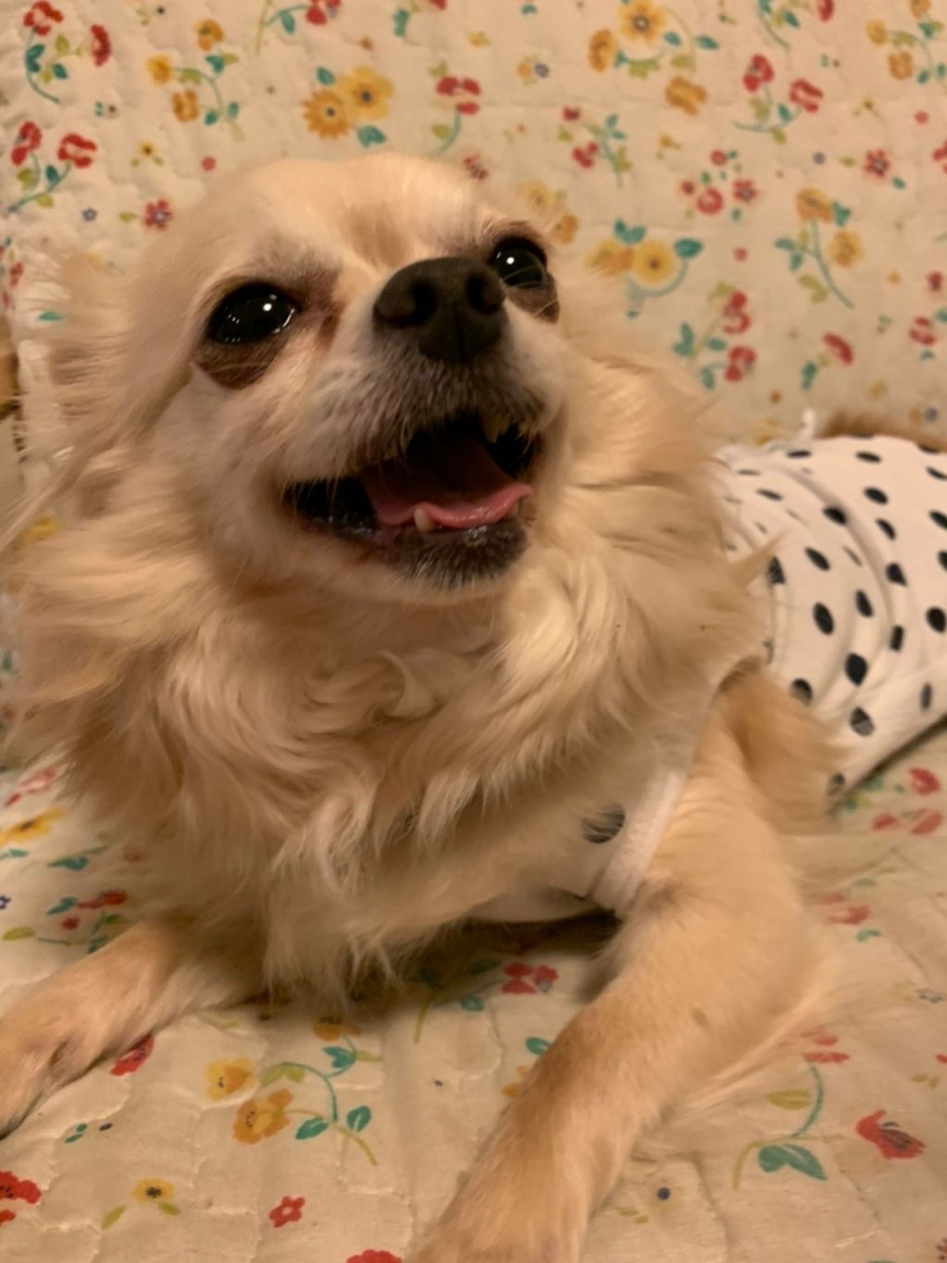 pet-image-5