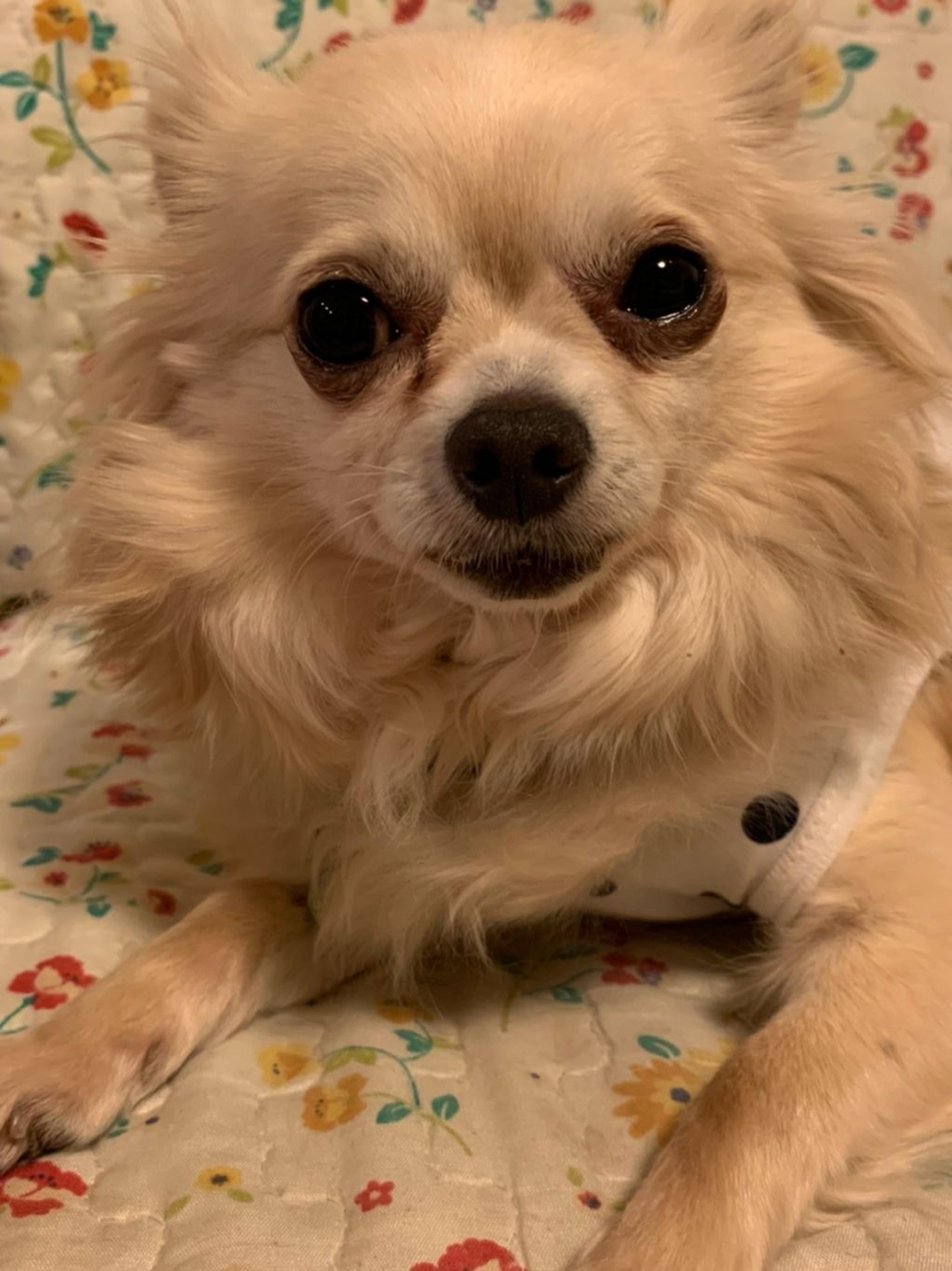 pet-image-7