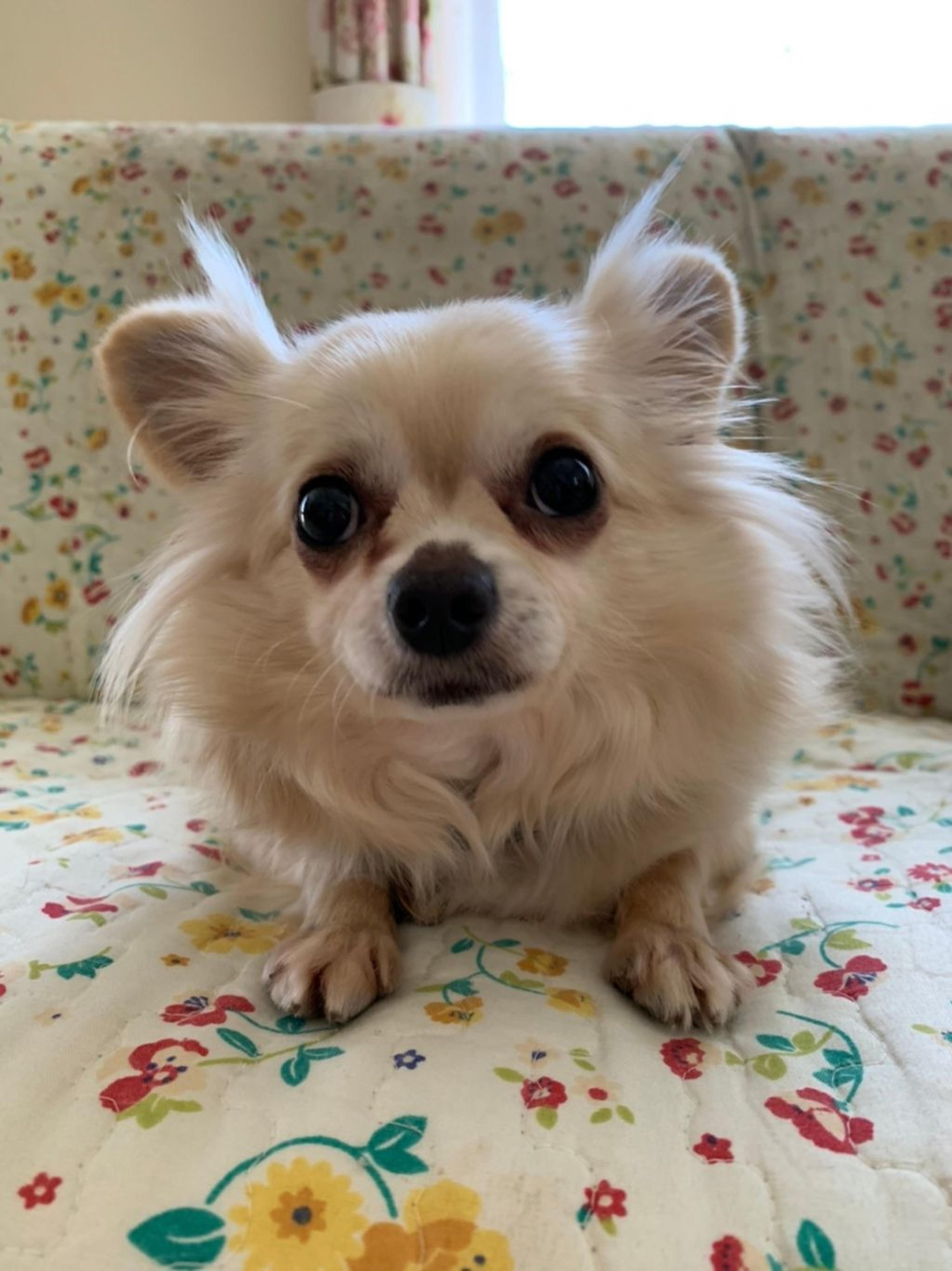 pet-image-8