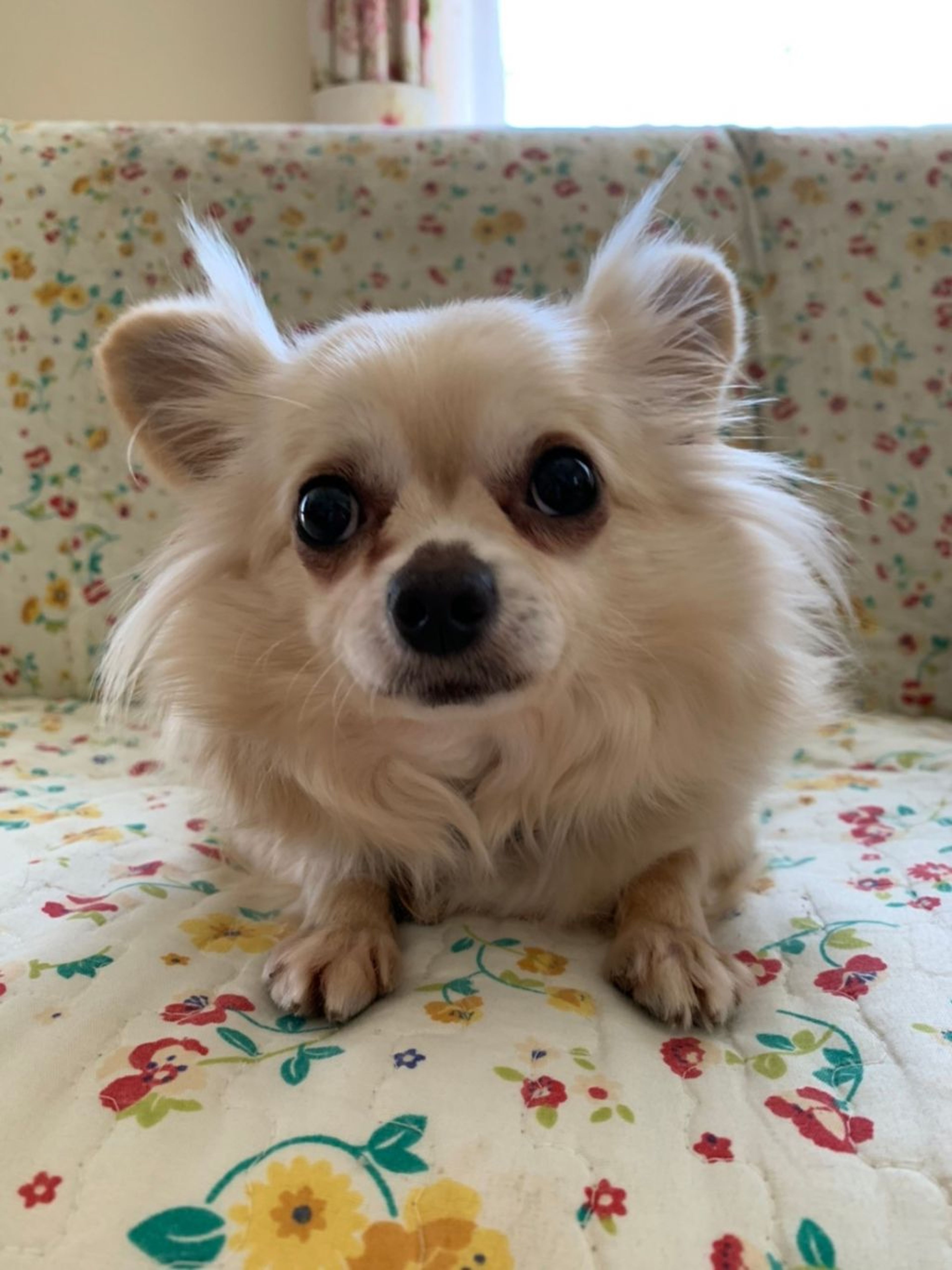 pet-image-8