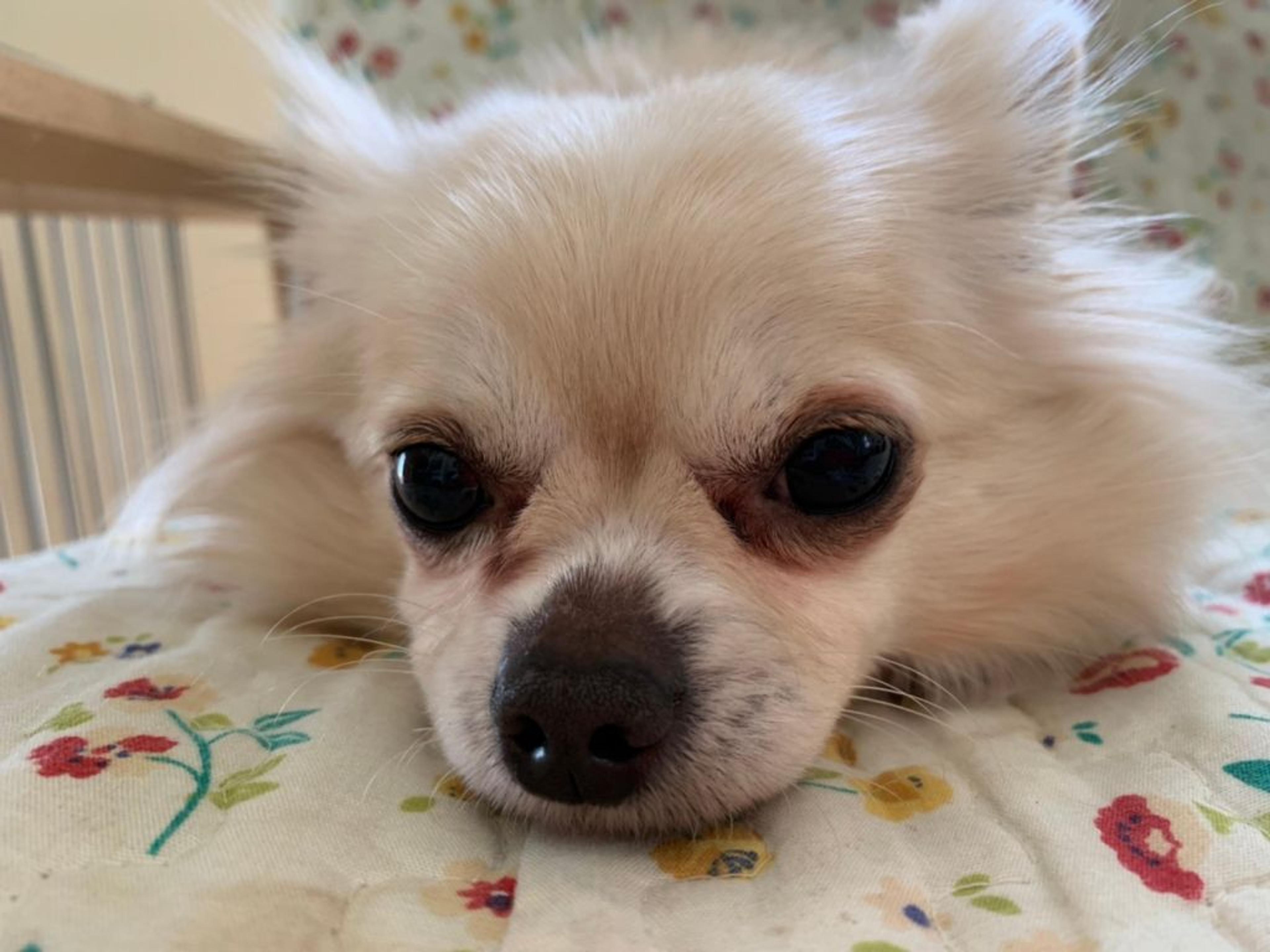pet-image-9