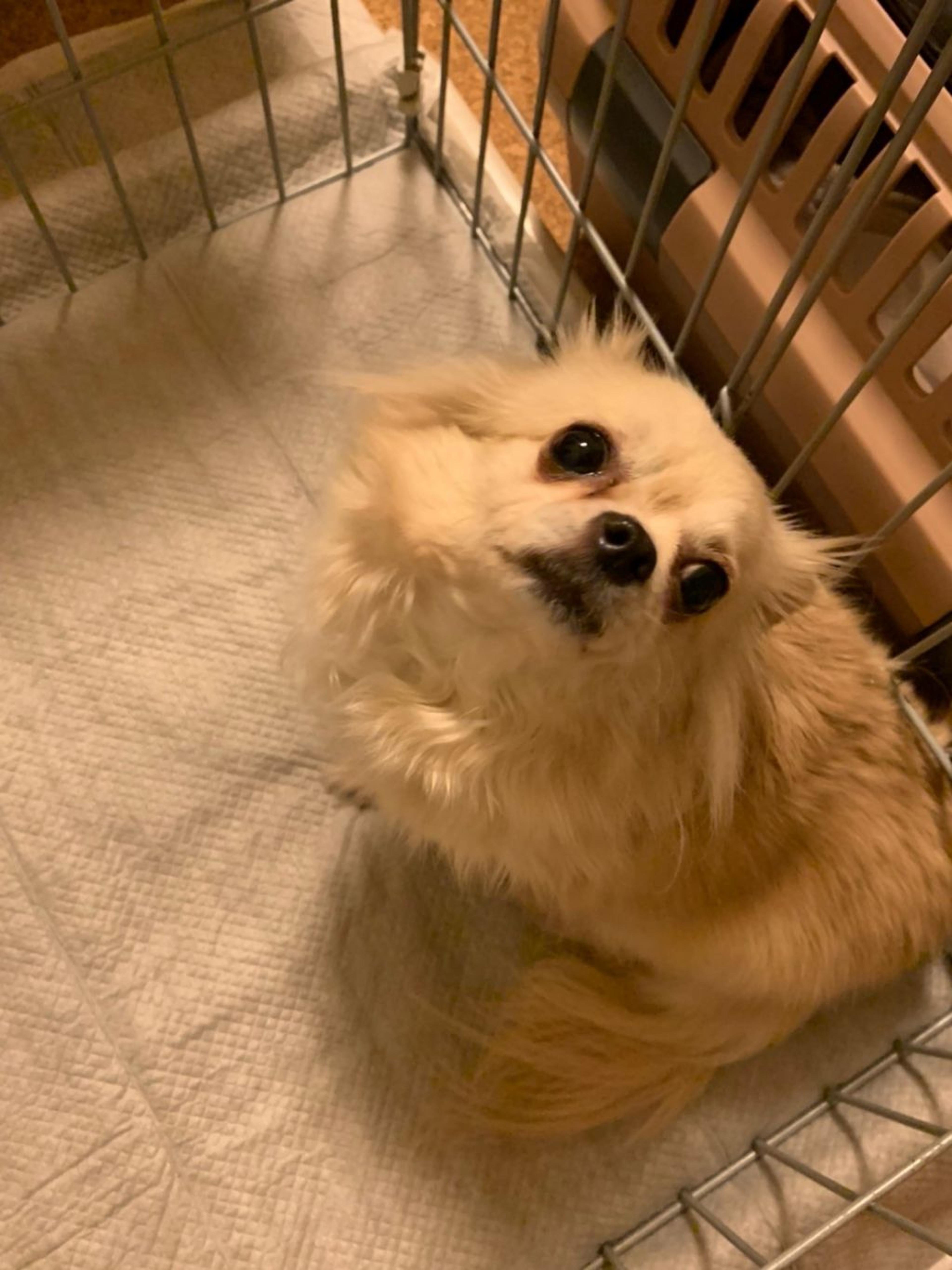 pet-image-2