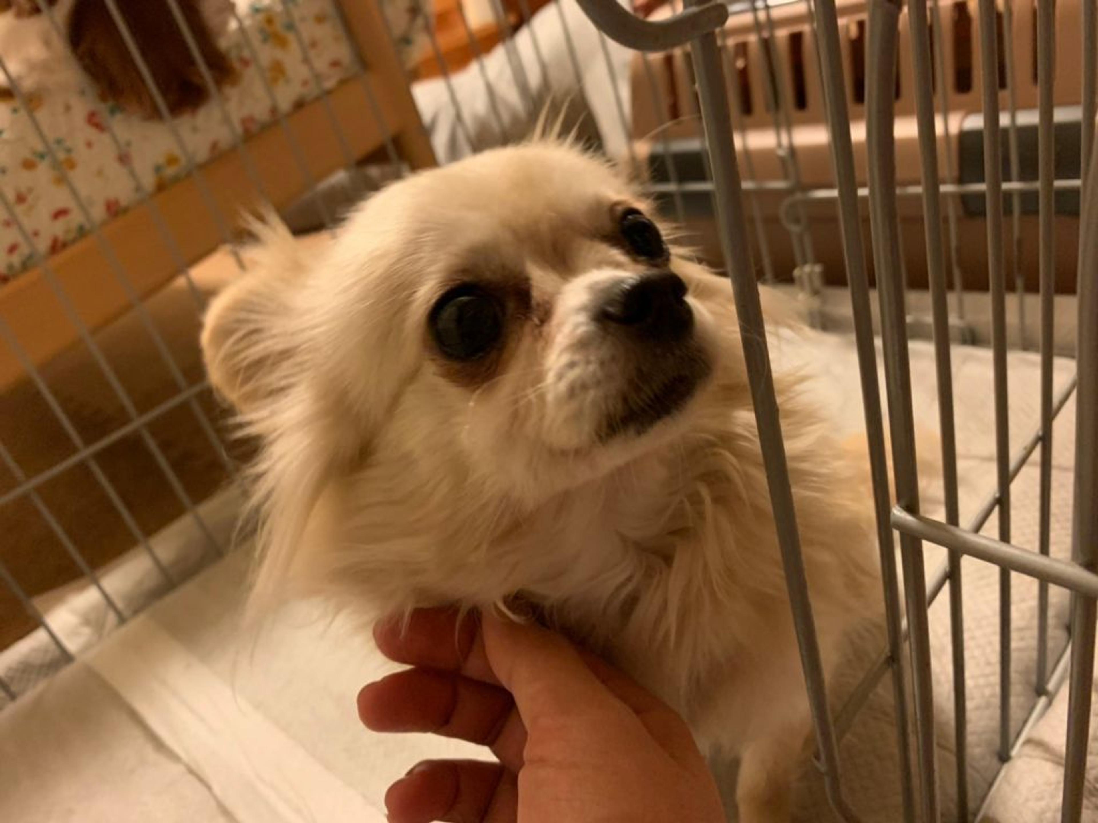 pet-image-4