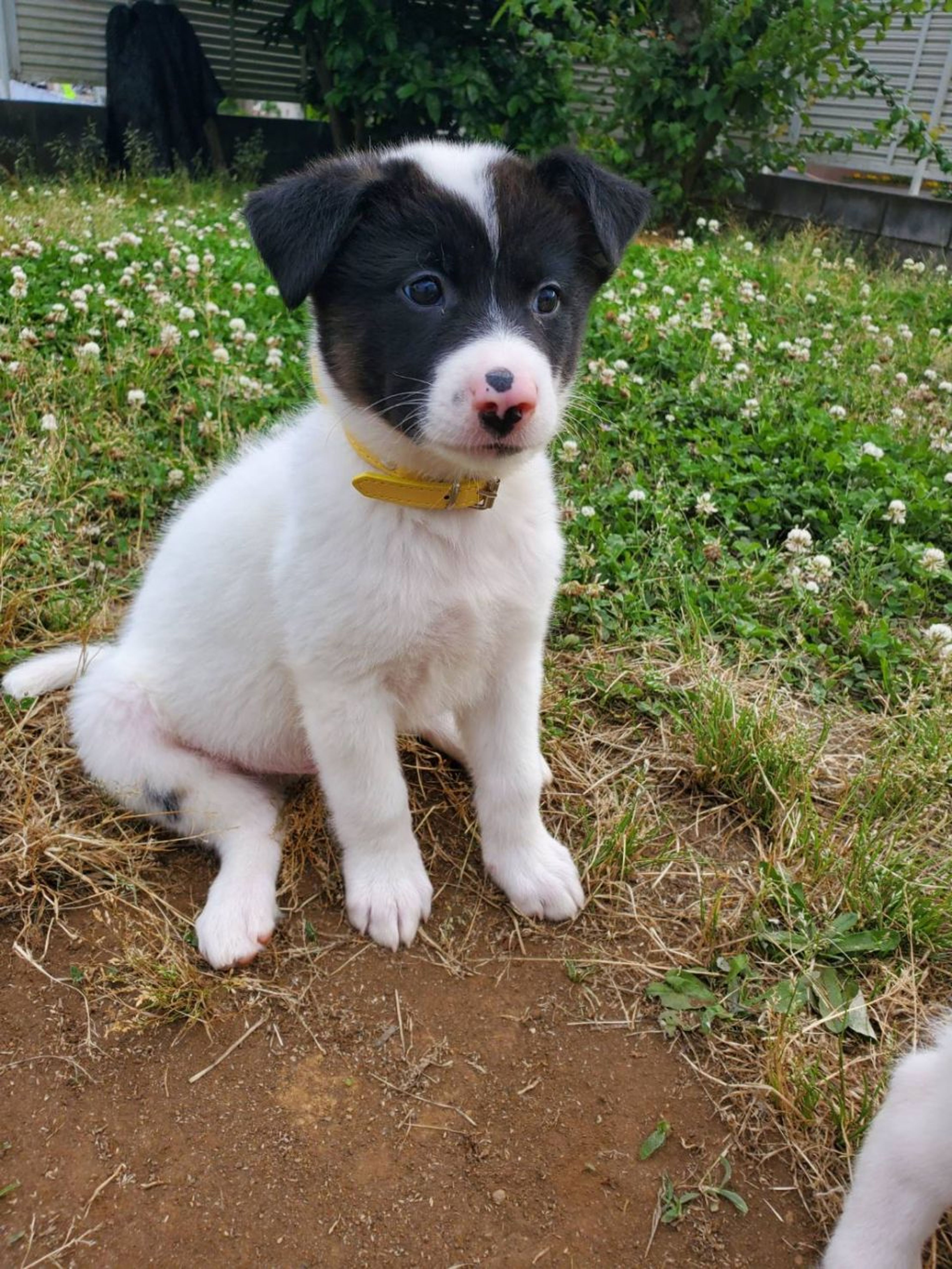 雑種（ミックス犬）・オスの里親募集の写真