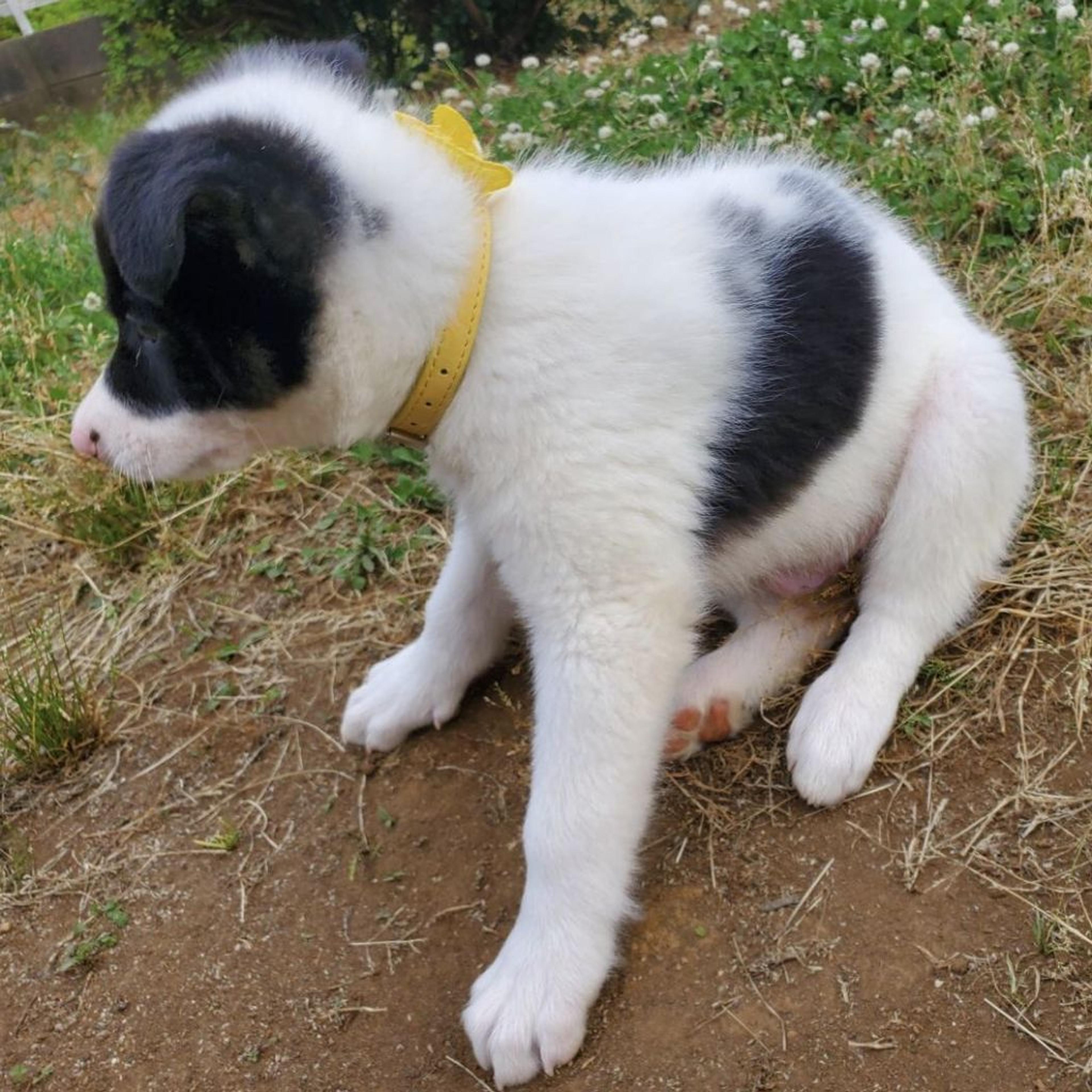 pet-image-2