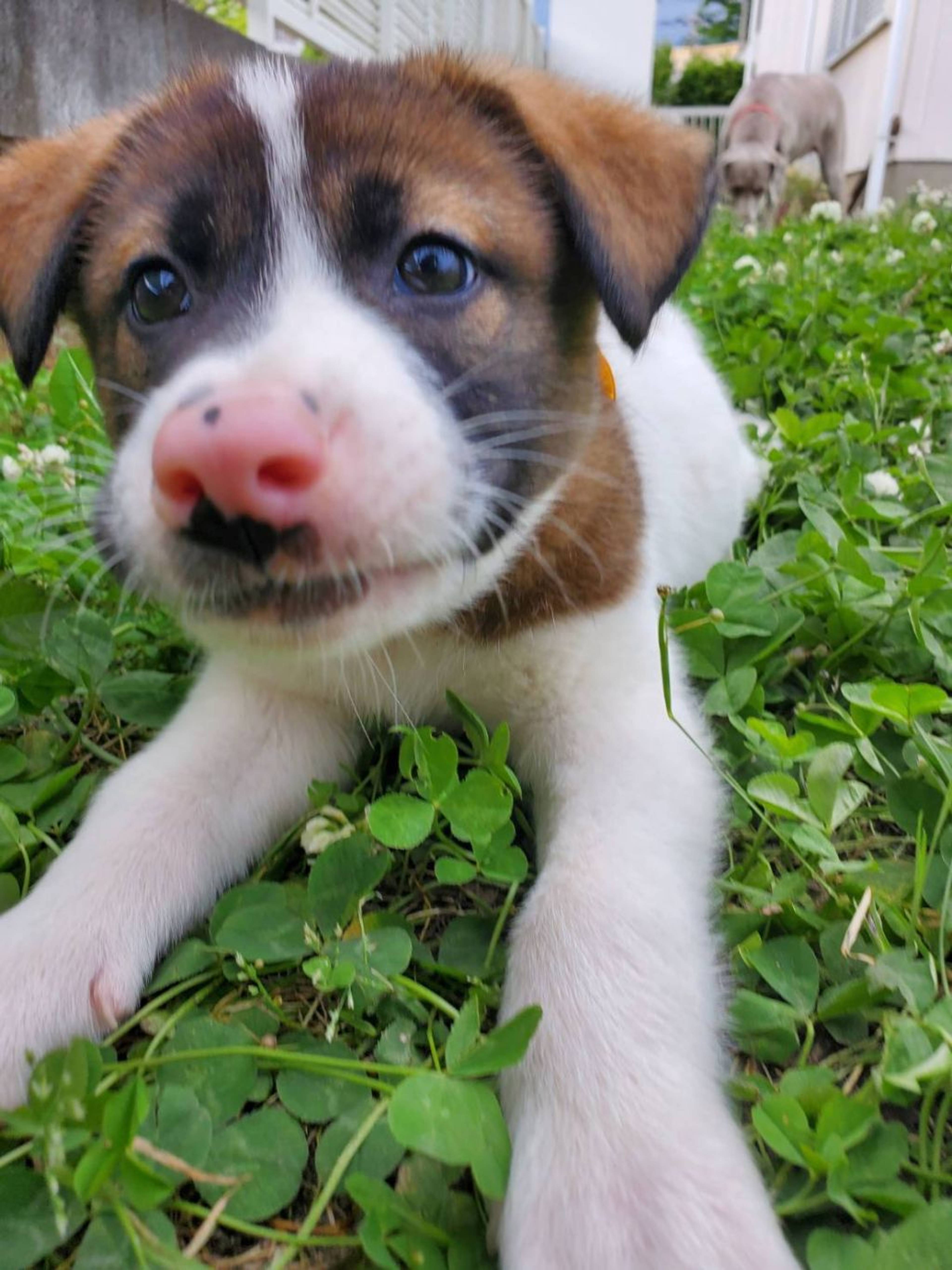 雑種（ミックス犬）・オスの里親募集の写真