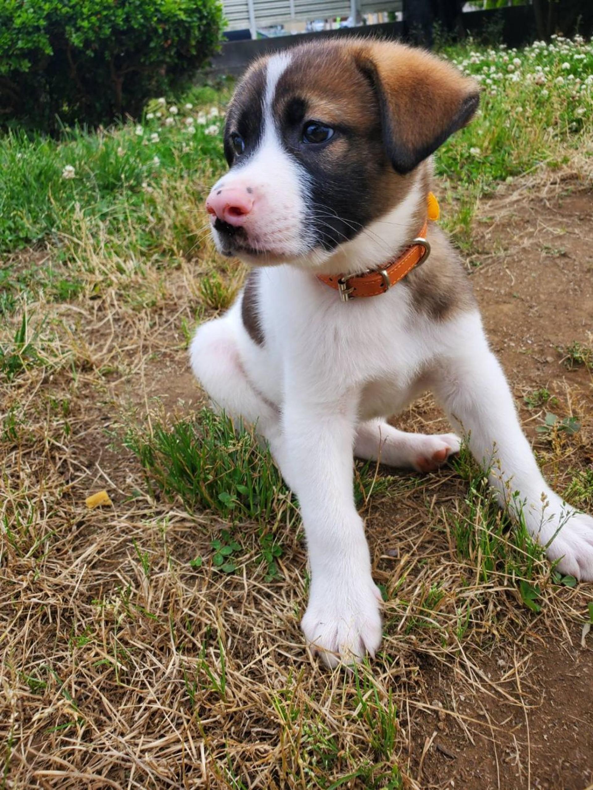 pet-image-3