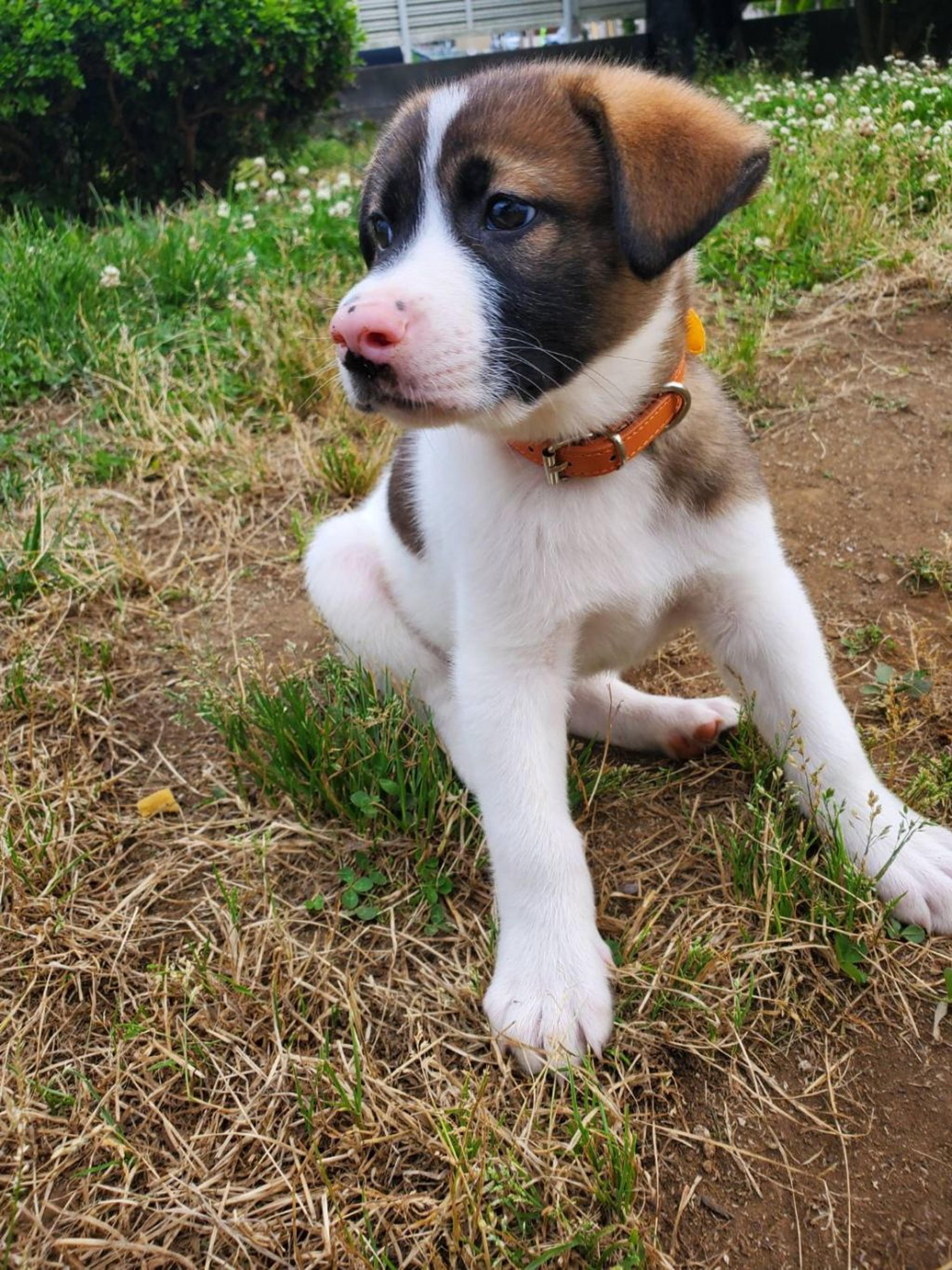 pet-image-3
