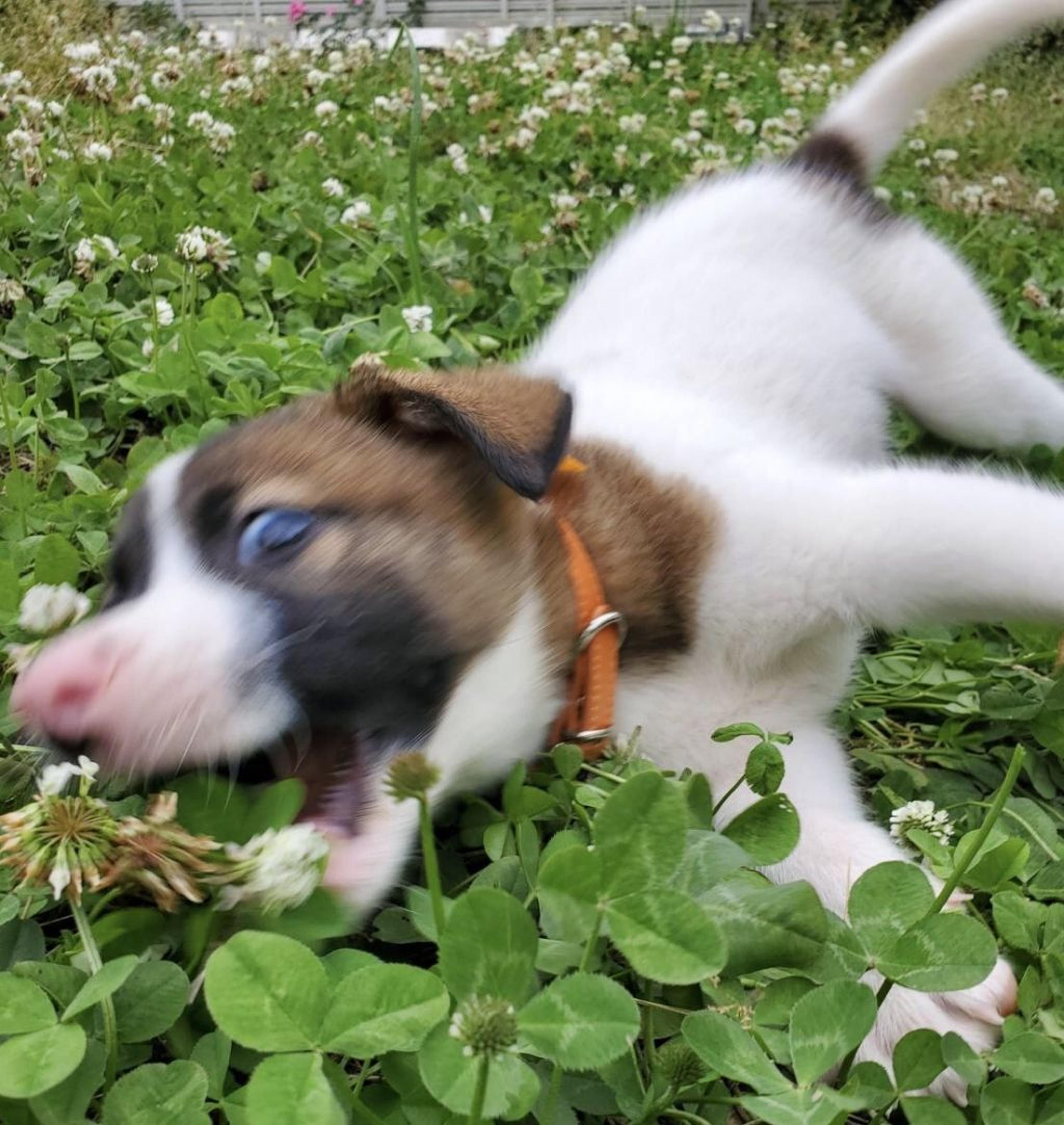 pet-image-2