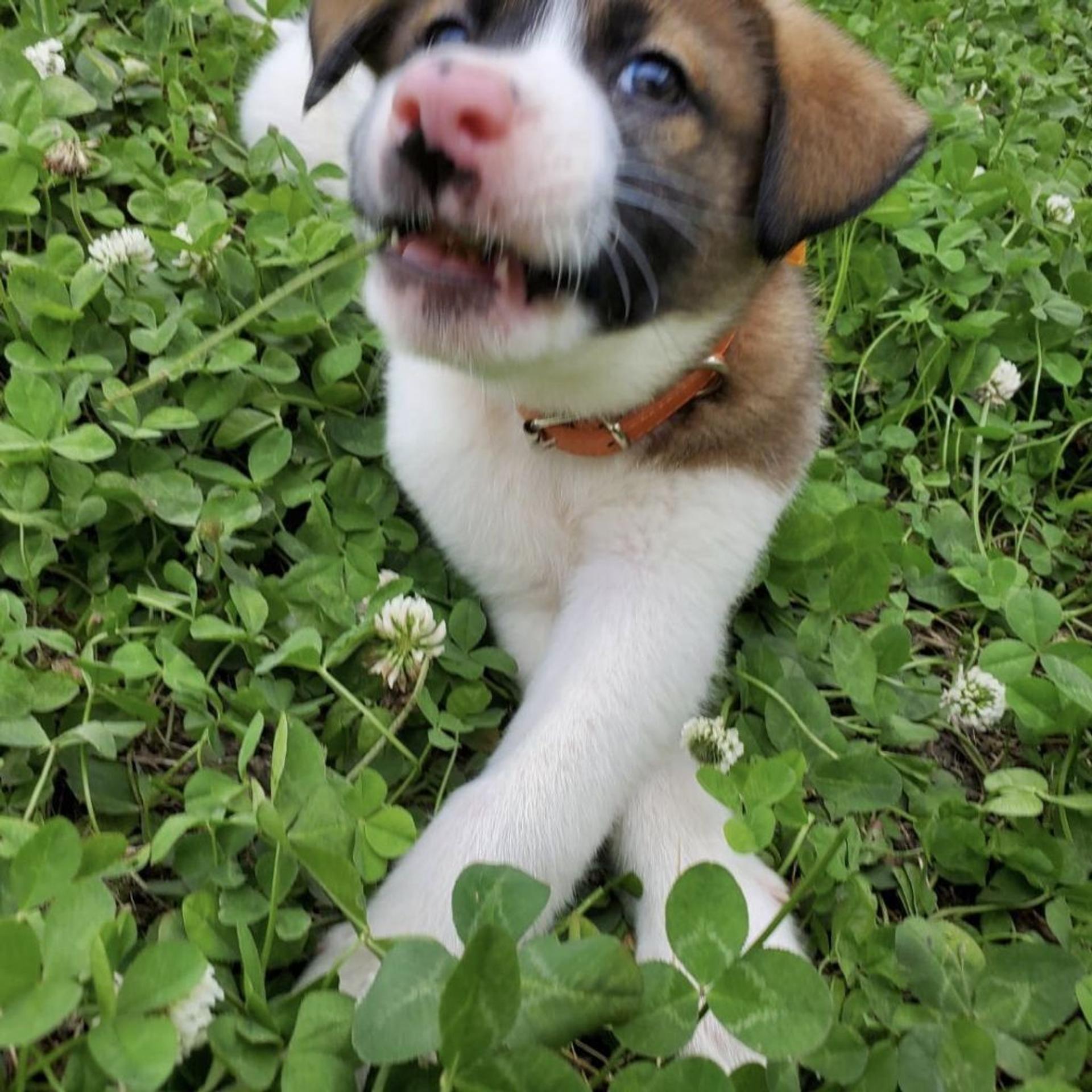 pet-image-4