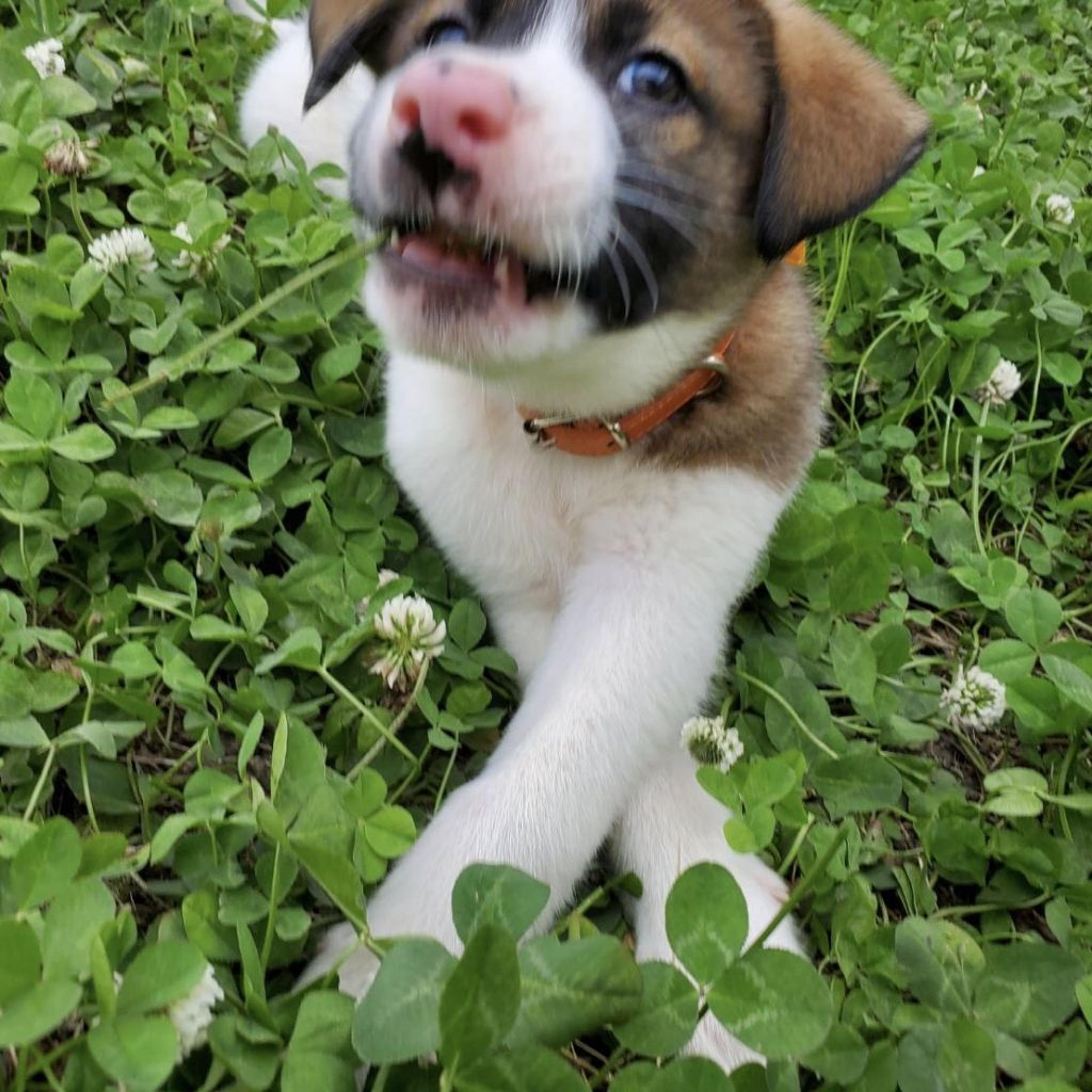 pet-image-4